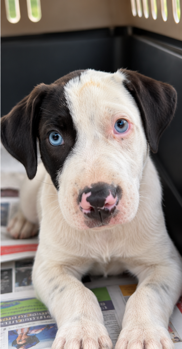 puppy_photo_2.png