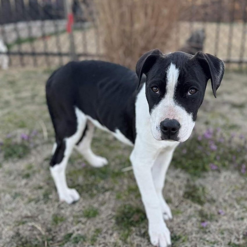 Scooby - Male - 4 Months - Lab Mix