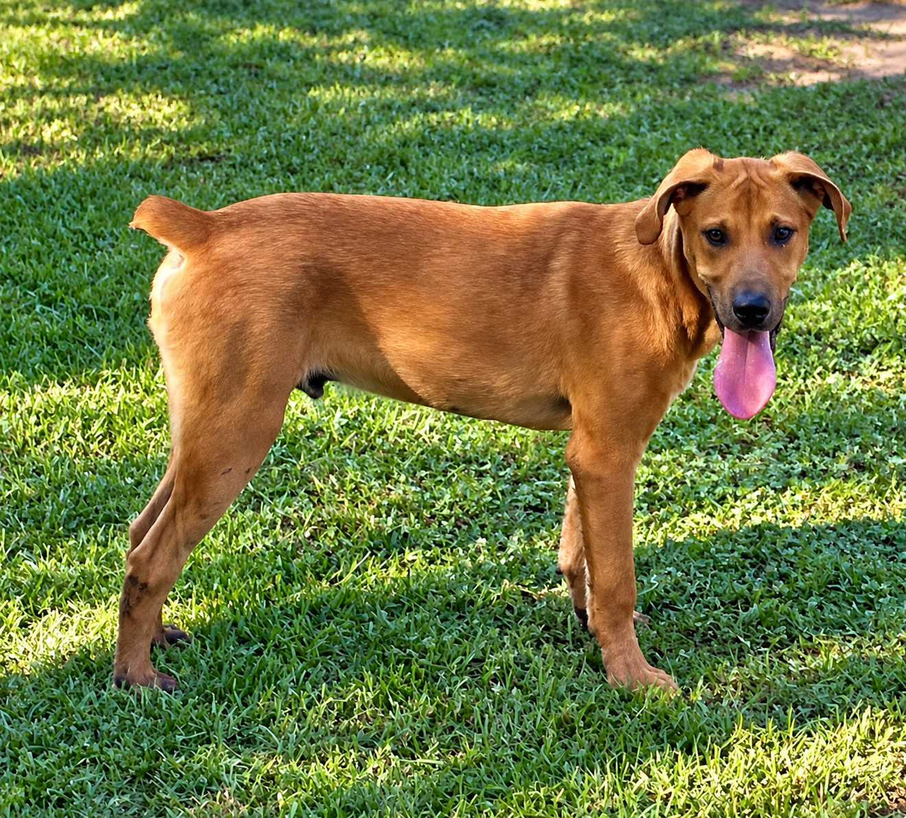 Panting Dog in Sunlit Grass.png