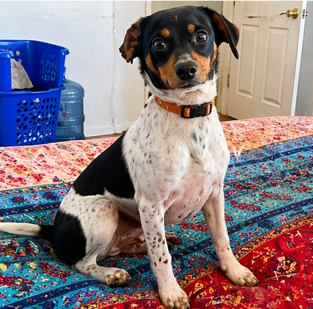 Courage - Male - 4 Years - Terrier Mix