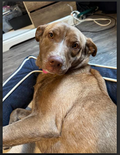 Valerie - Female - 2 Years - Lab/Bully Mix