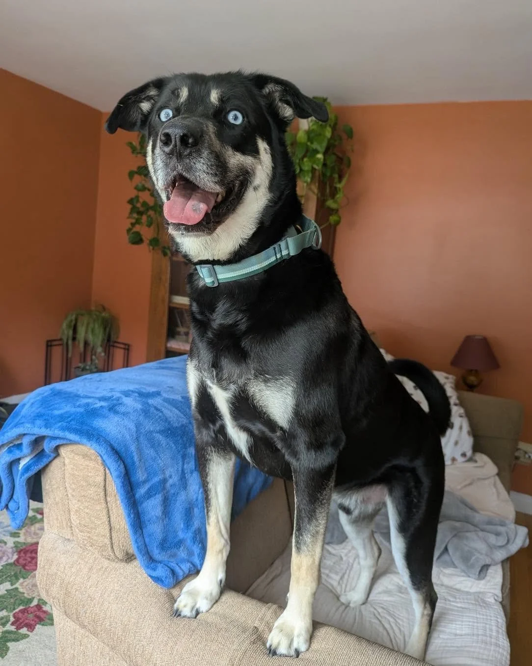 Presley - Male - 5 Years - Husky/Boxer Mix