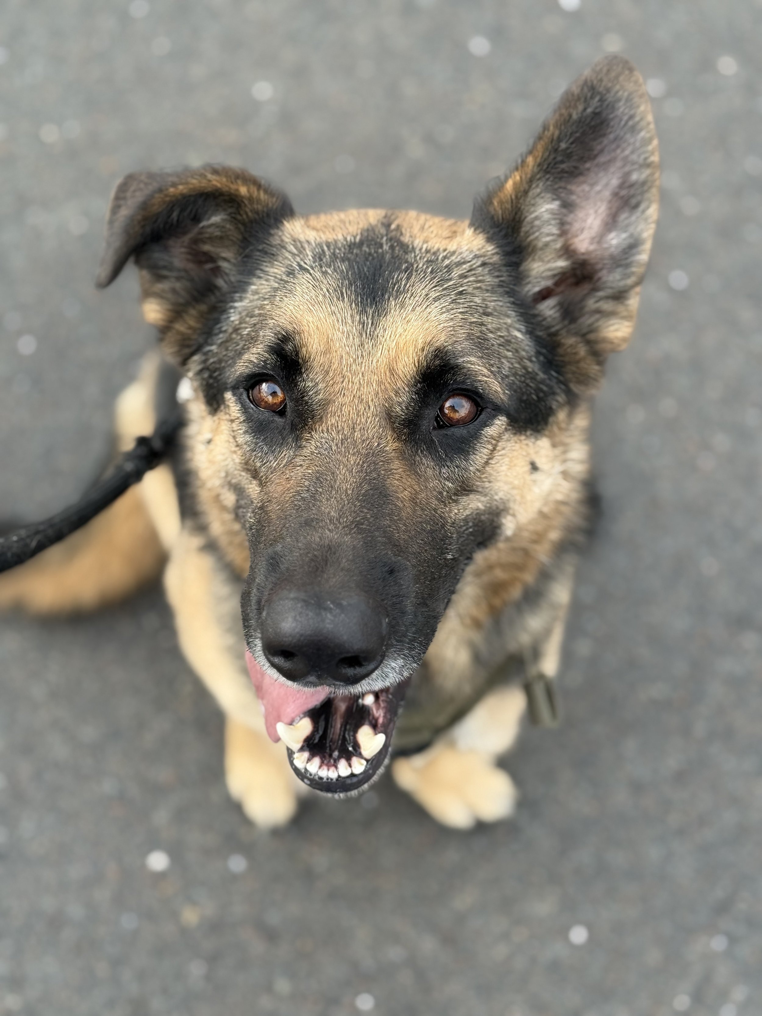Bruce - Male - 2 Years - German Shepherd