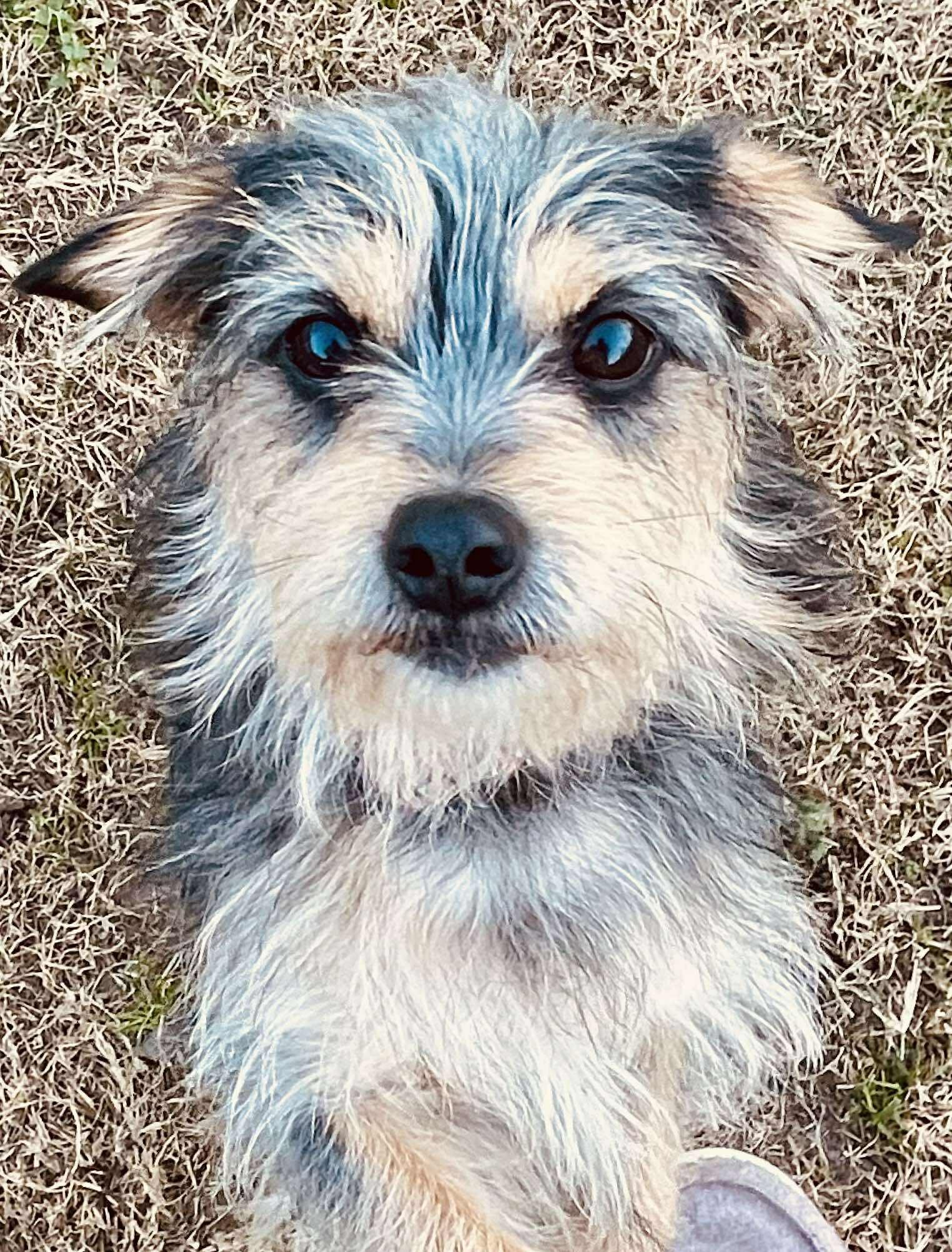 Alby - Male - 7 Years - Terrier