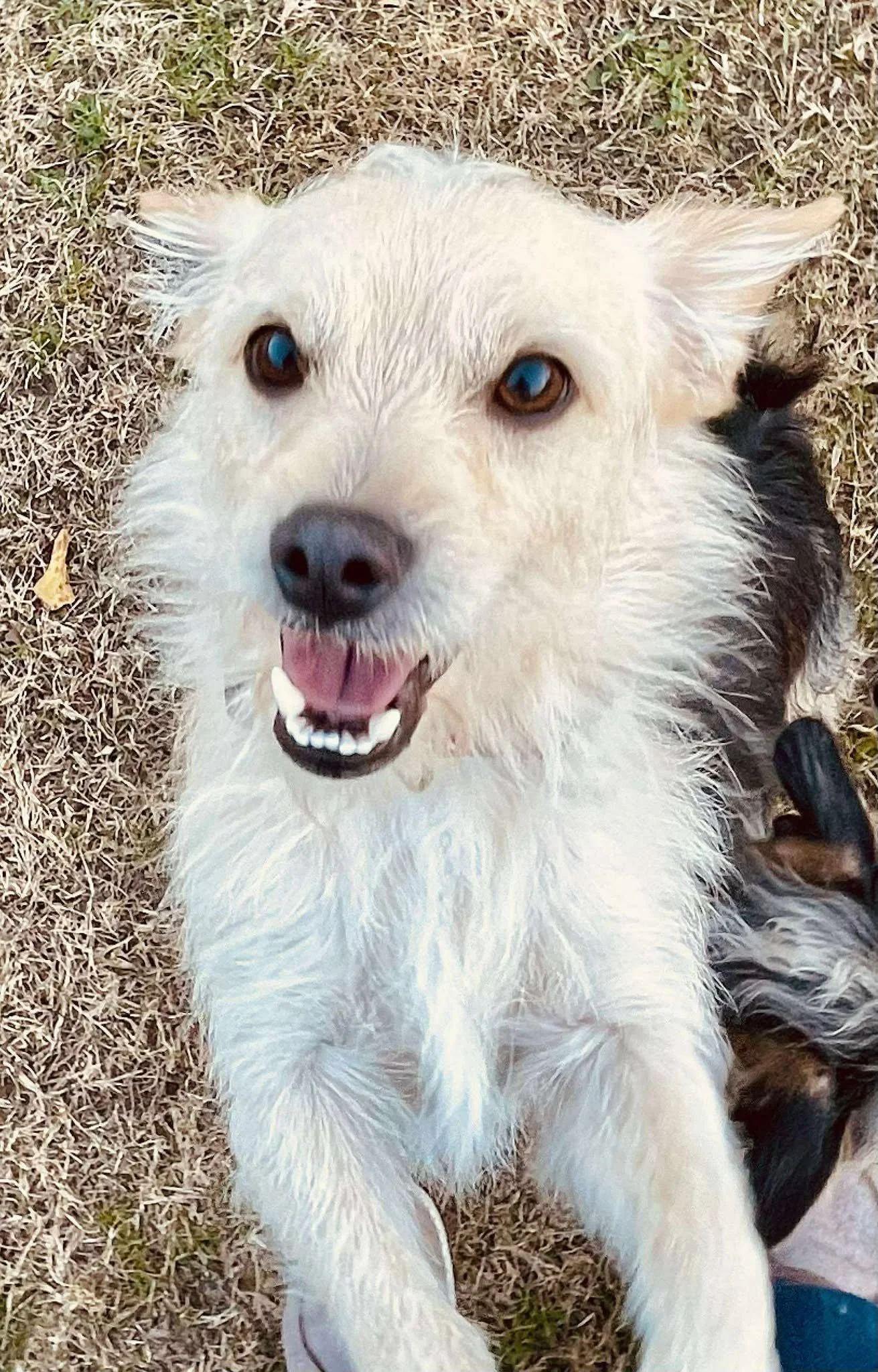 Jerrick - Male - 4 Years - Terrier