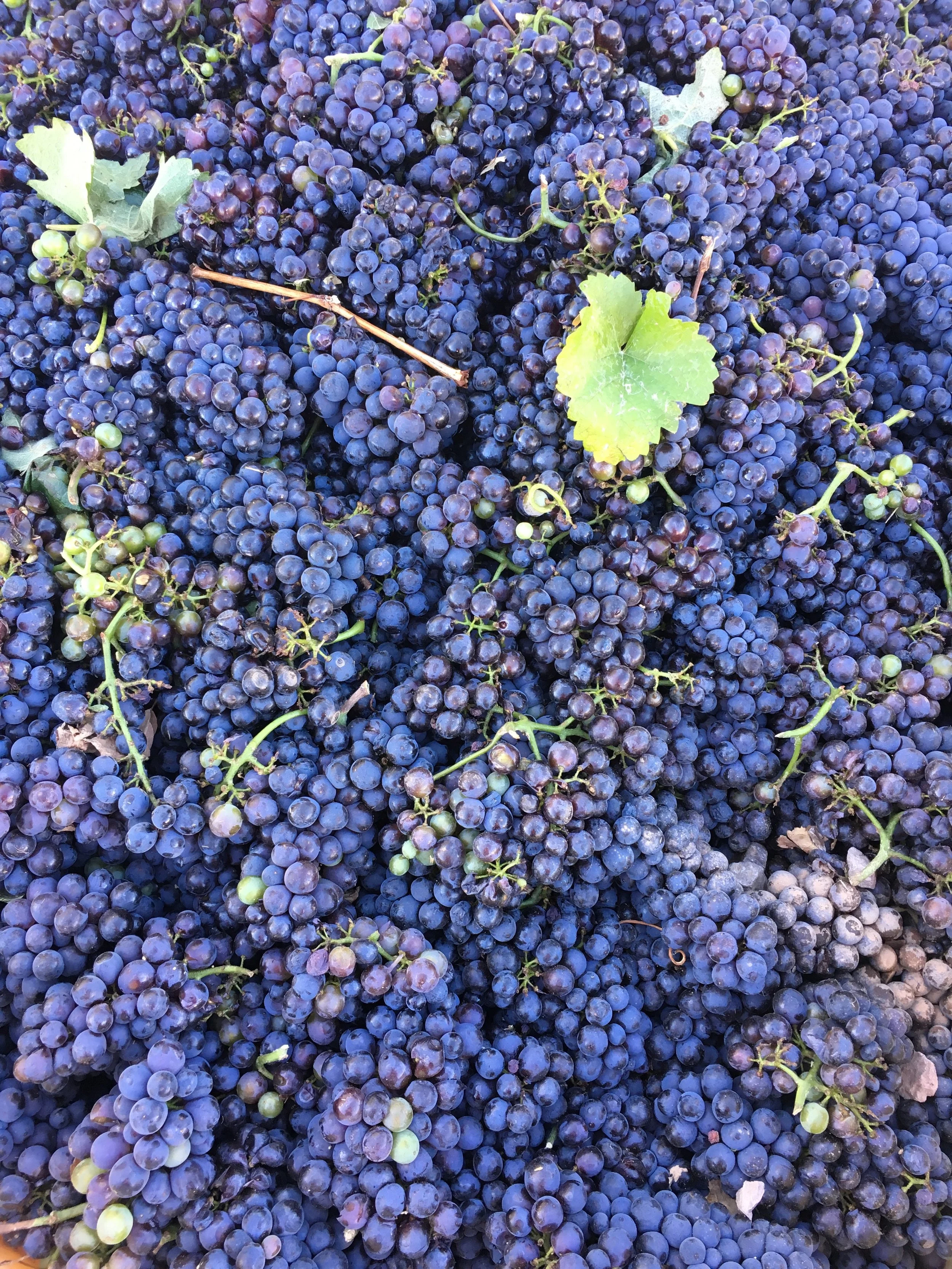 A large bunch of dark purple grapes with a few green grapes and green leaves interspersed.
