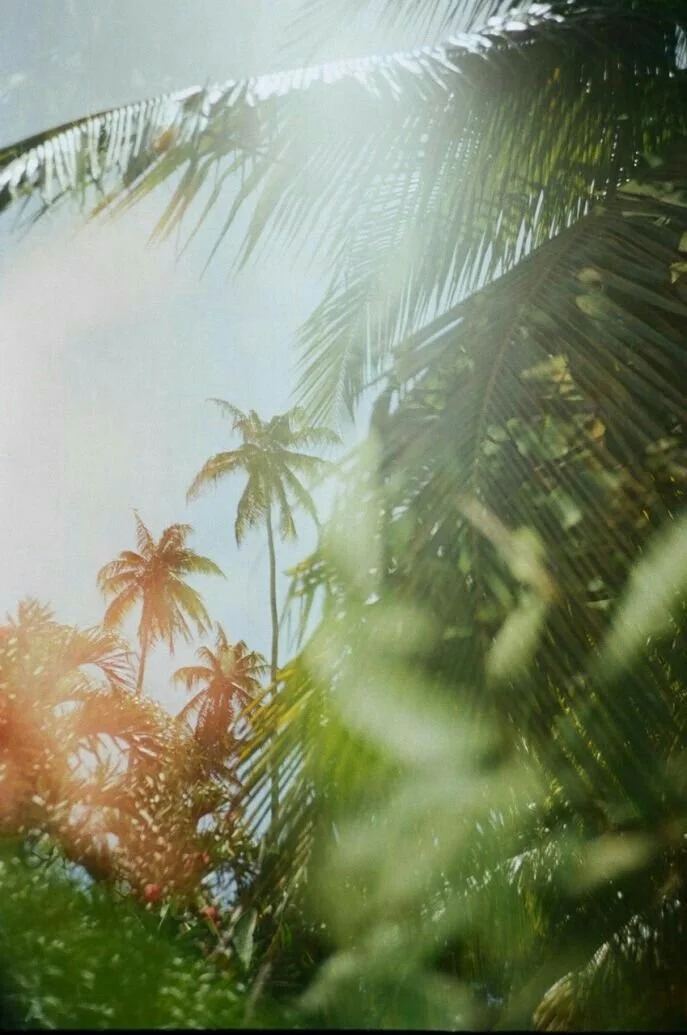View of tall palm trees and green foliage against a bright sky, as seen through dense tropical plant leaves.