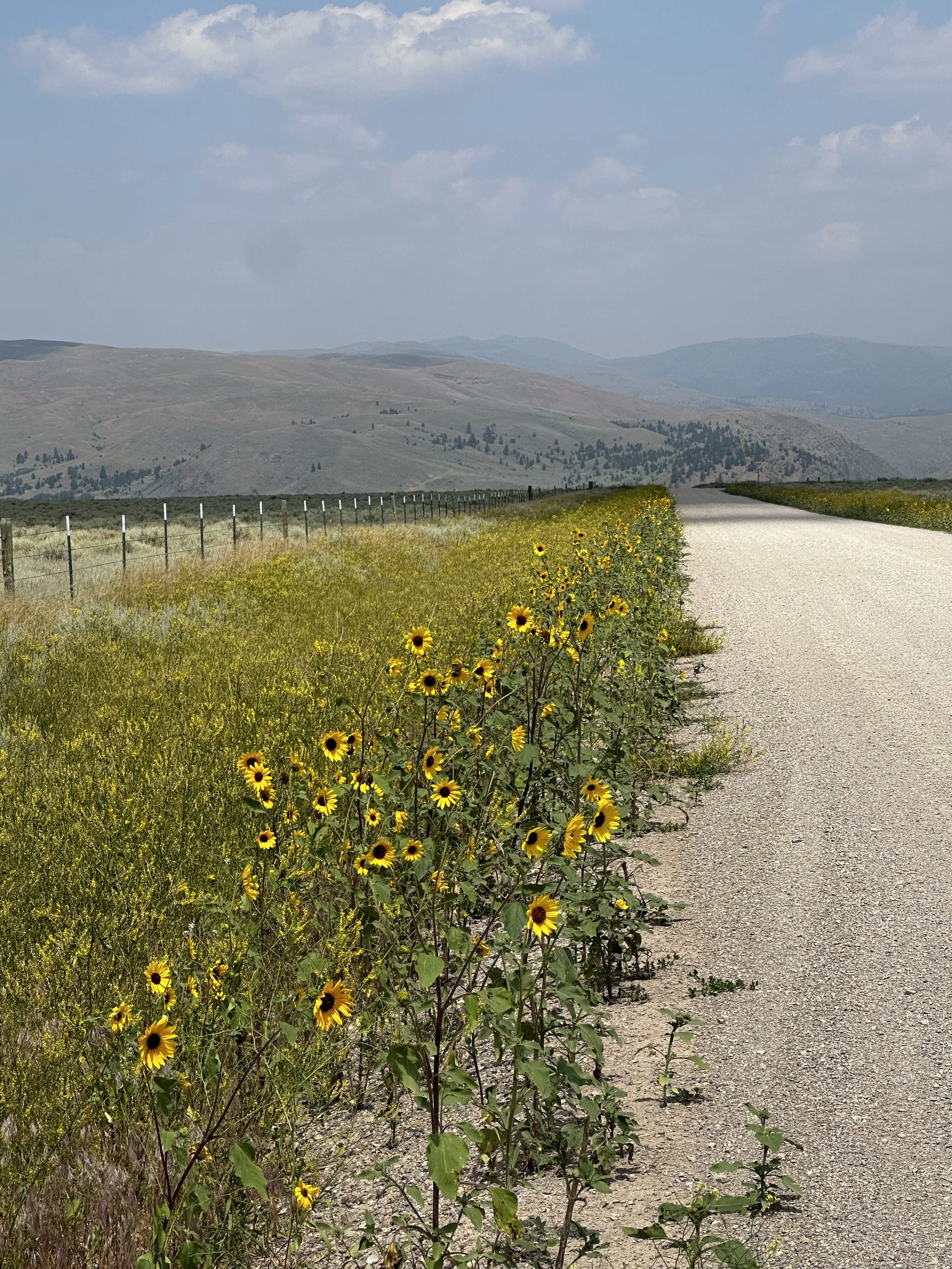 A rural landscape featuring a dirt road running through a field of yellow wildflowers, with rolling hills and mountains in the background under a partly cloudy sky.