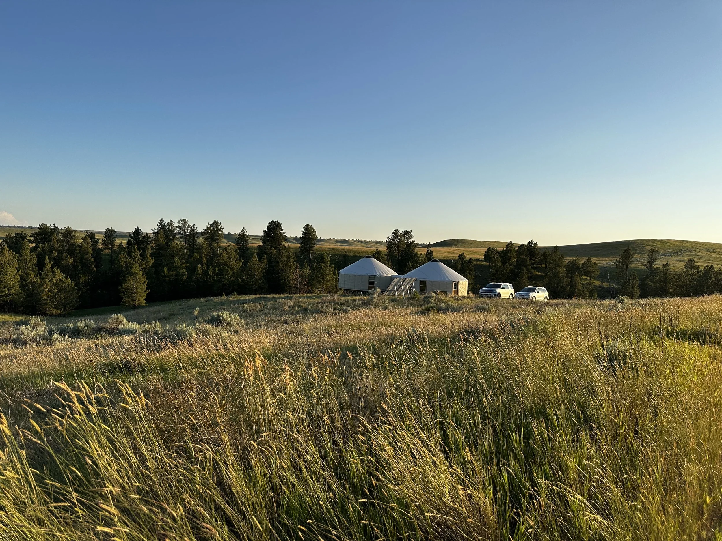 Open field with tall grass, two round white yurts, trees, and parked cars under a clear blue sky.