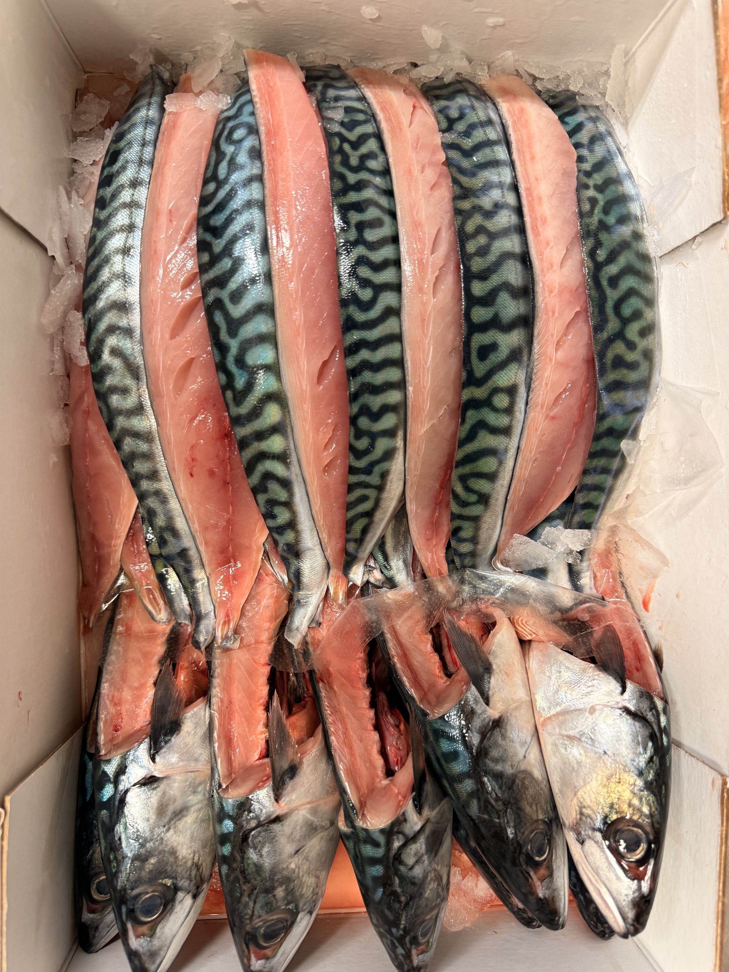Fresh mackerel fish fillets and whole fish with heads in a cardboard box, on ice.