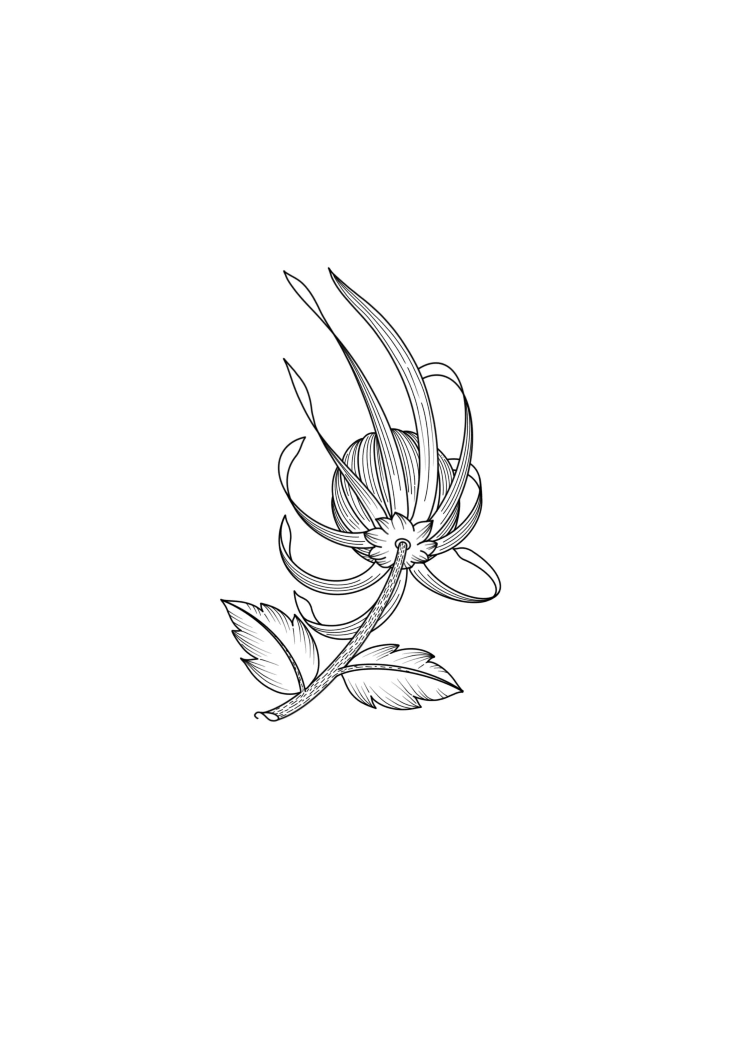 Black and white line drawing of a rose with detailed petals, leaves, and stem.