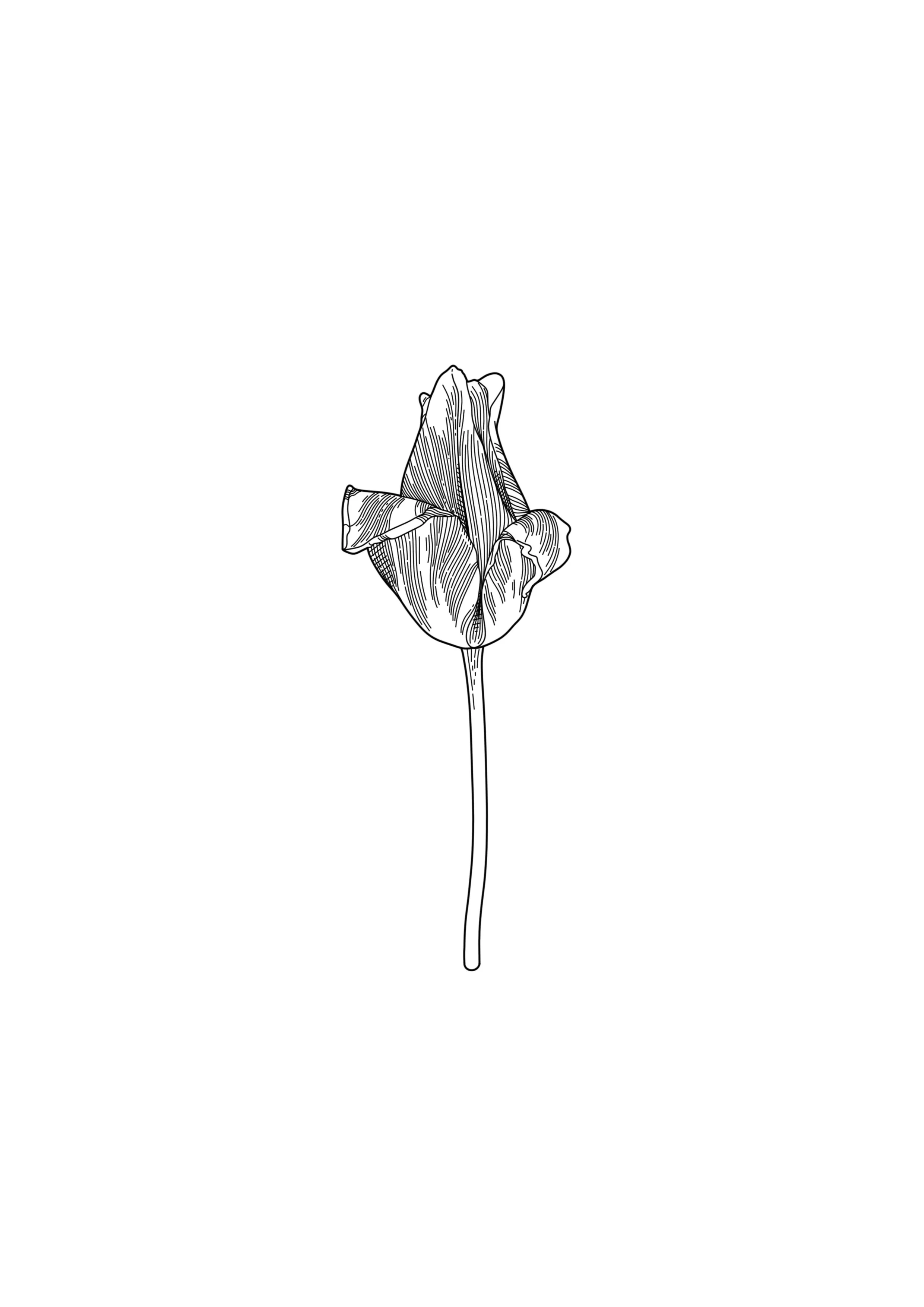 Black and white linework tattoo design of a single tulip flower with a long stem and detailed petals. By Nick Whybrow, Camden, London.