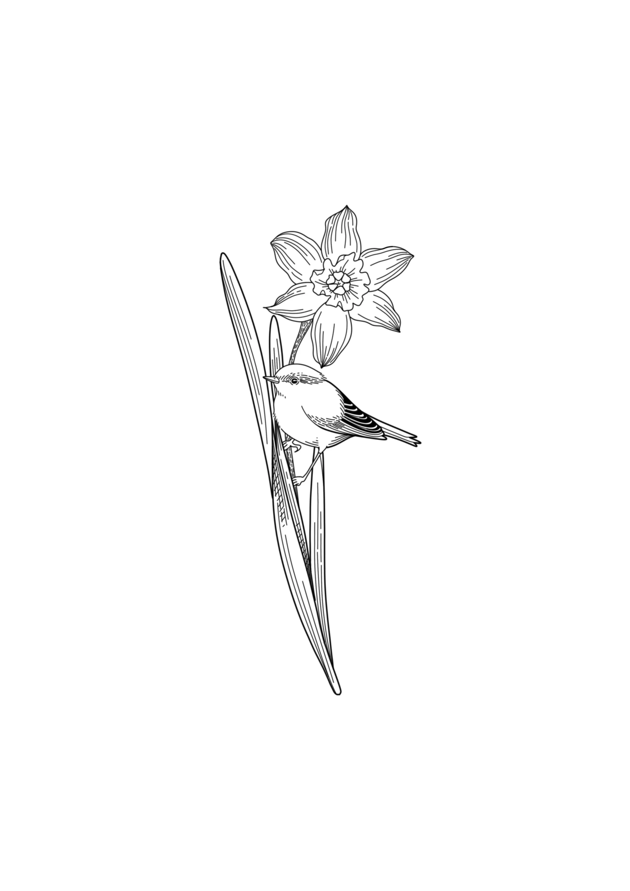 Black and white etching tattoo design of a bird perched on a long leaf next to a daffodil flower. By Nick Whybrow, Camden, London.
