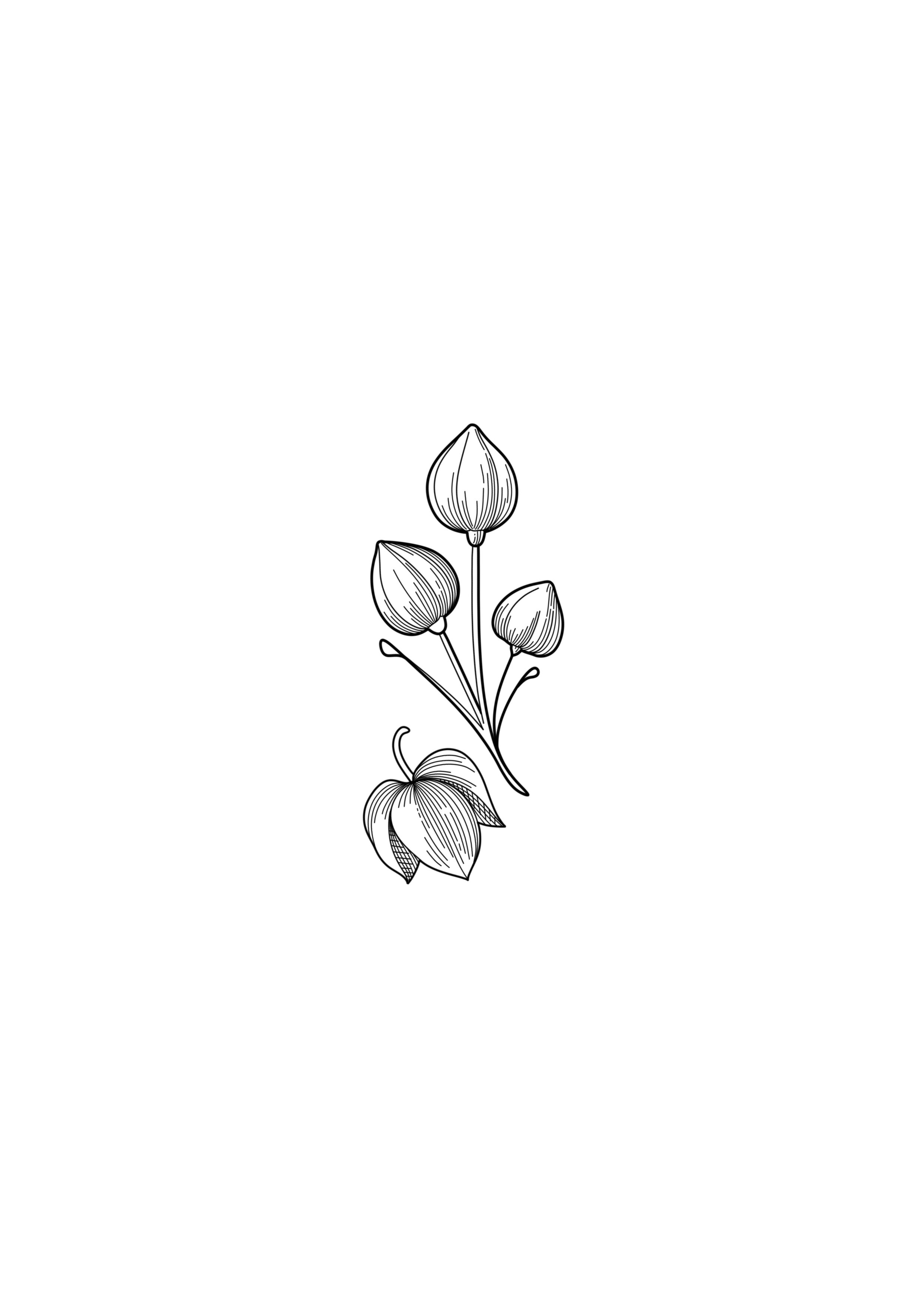 A black and white line drawing of a sprig with multiple small, rounded buds and a leaf. By Nick Whybrow, Camden, London.