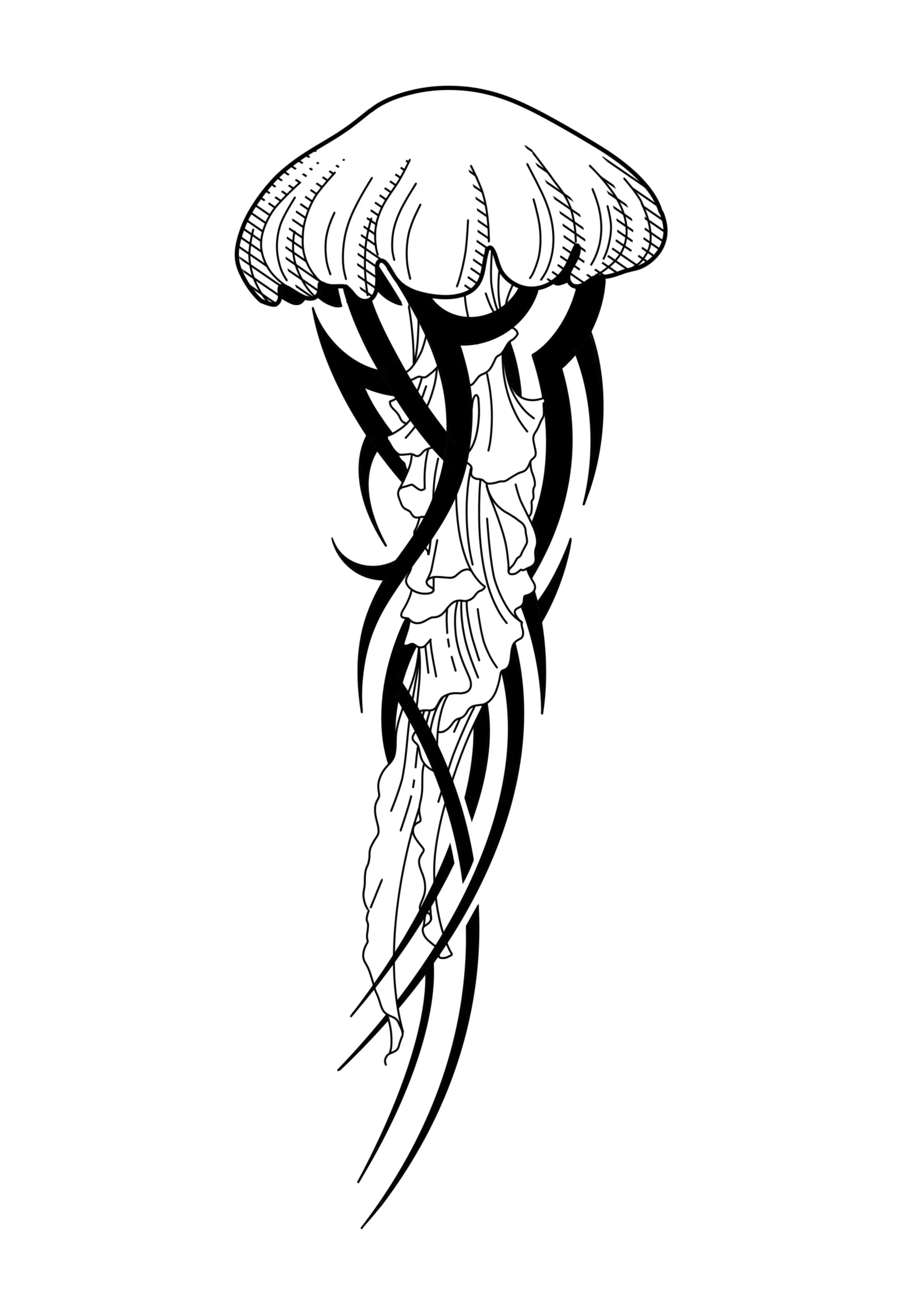 Black-and-white line drawing of a jellyfish with a bell-shaped top and long trailing tentacles.