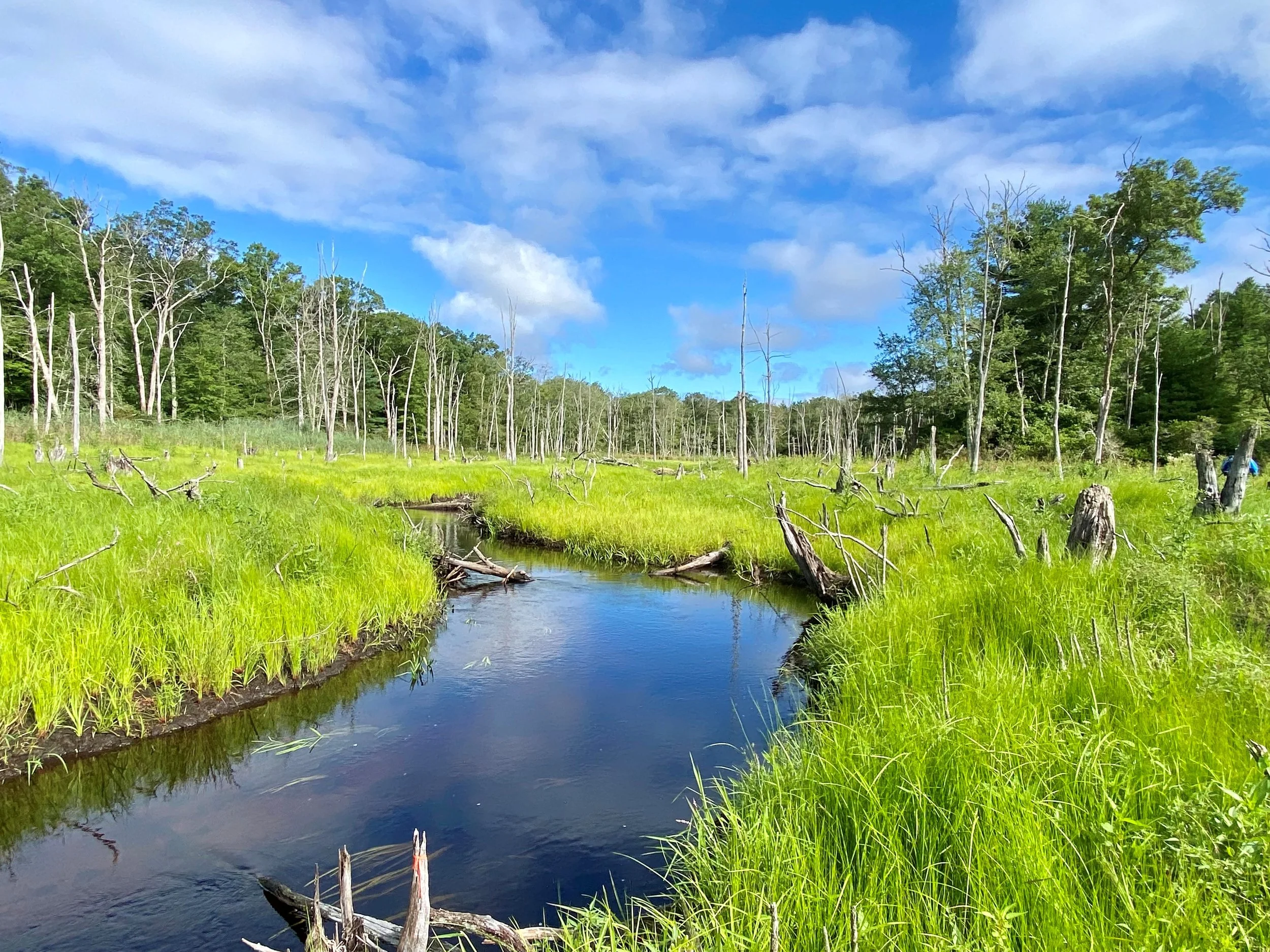 Guided Walk at Beaver River Preserve