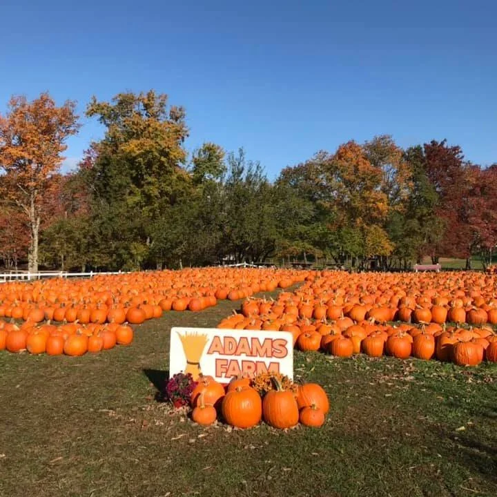 RI ASLA Pumpkin Patch Day at Adams Farm