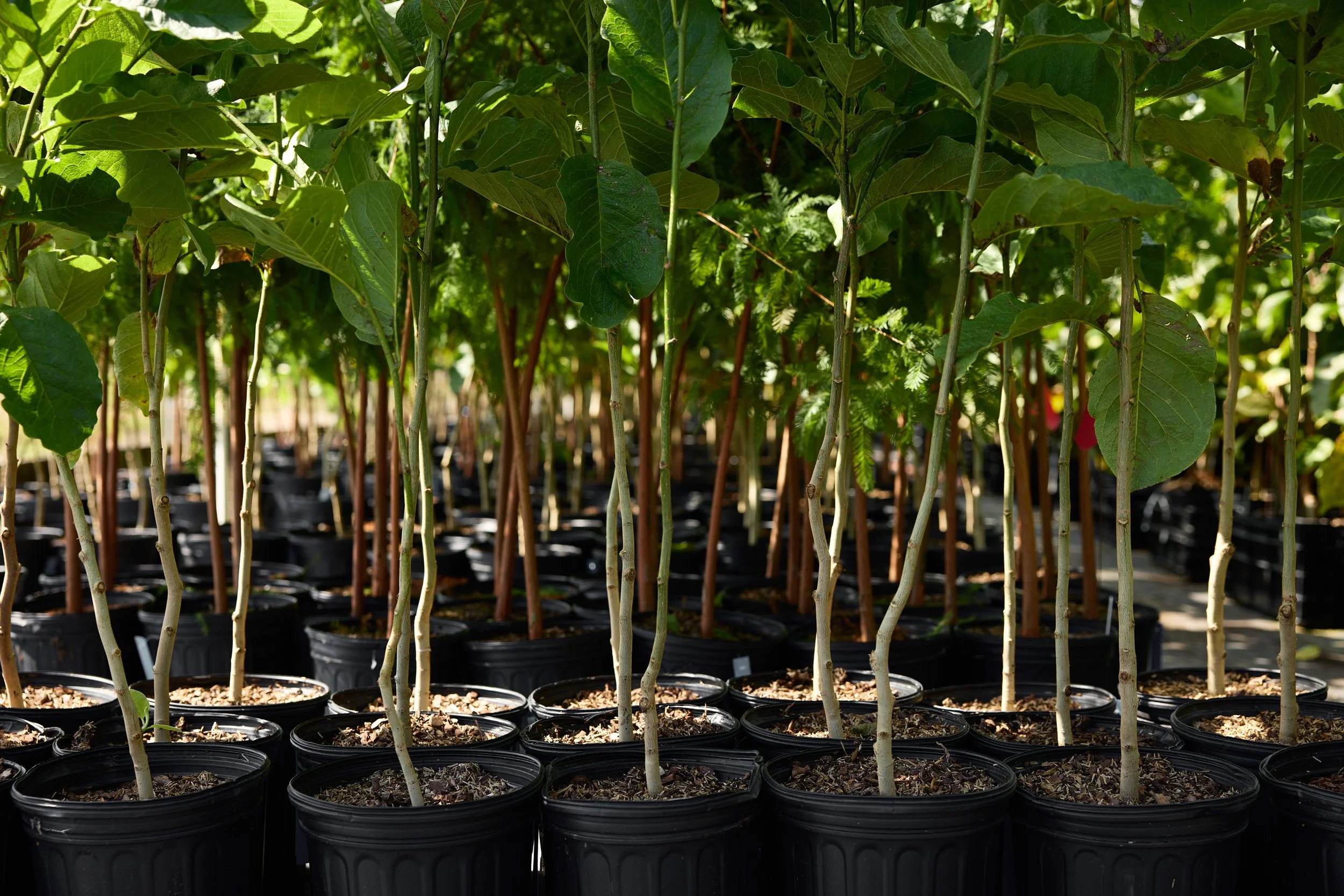 PRN_100225_NURSERY_950.JPG