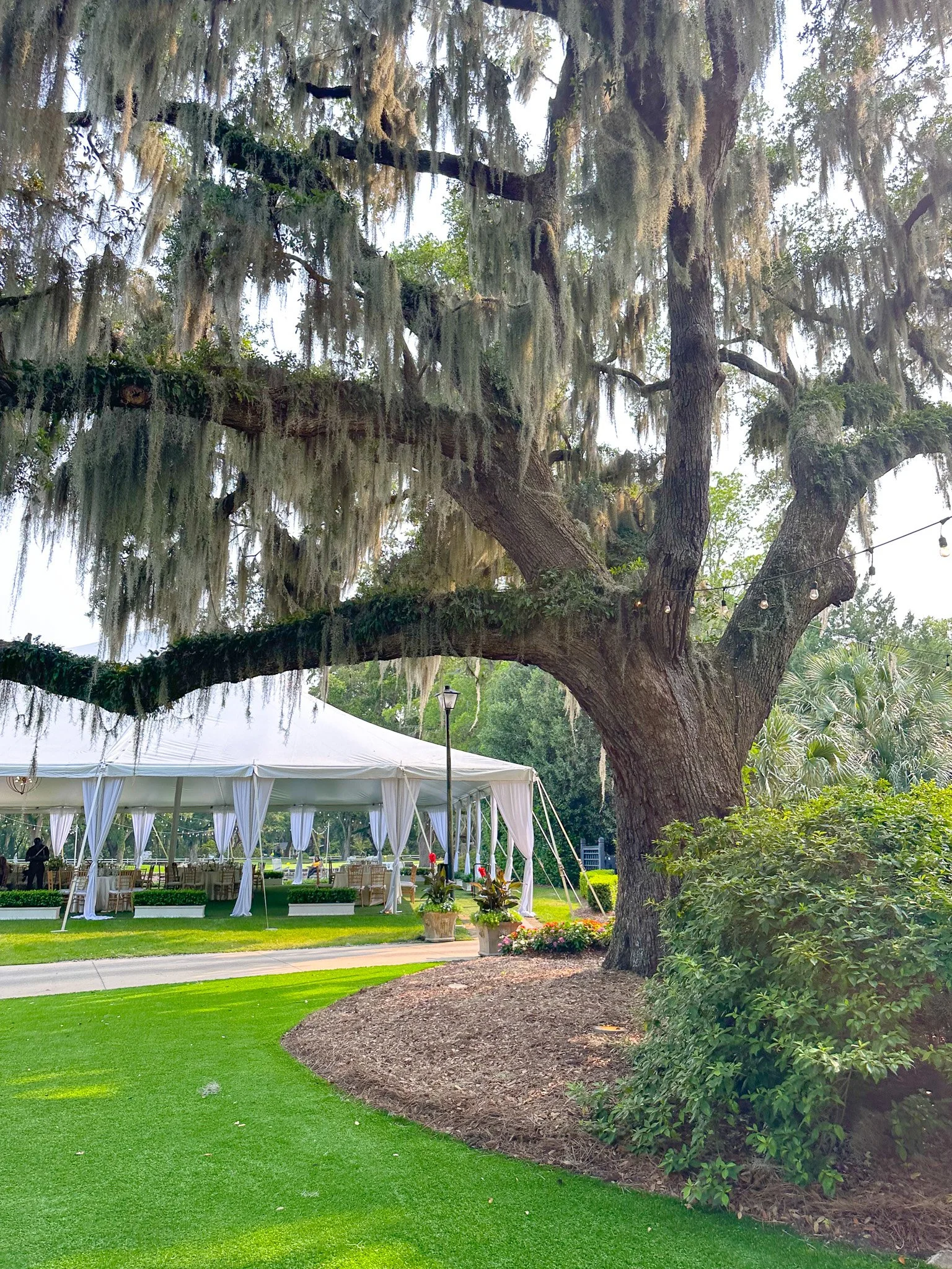 A large tree with Spanish moss hanging from its branches next to a white event tent with draped fabric in an outdoor setting.