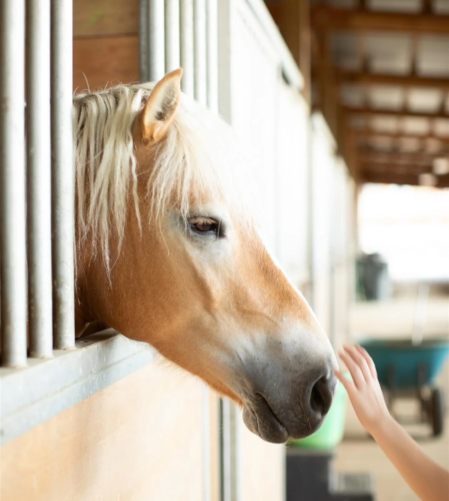 Life slows down when you&rsquo;re surrounded by rolling hills and a few curious haflingers ❤️