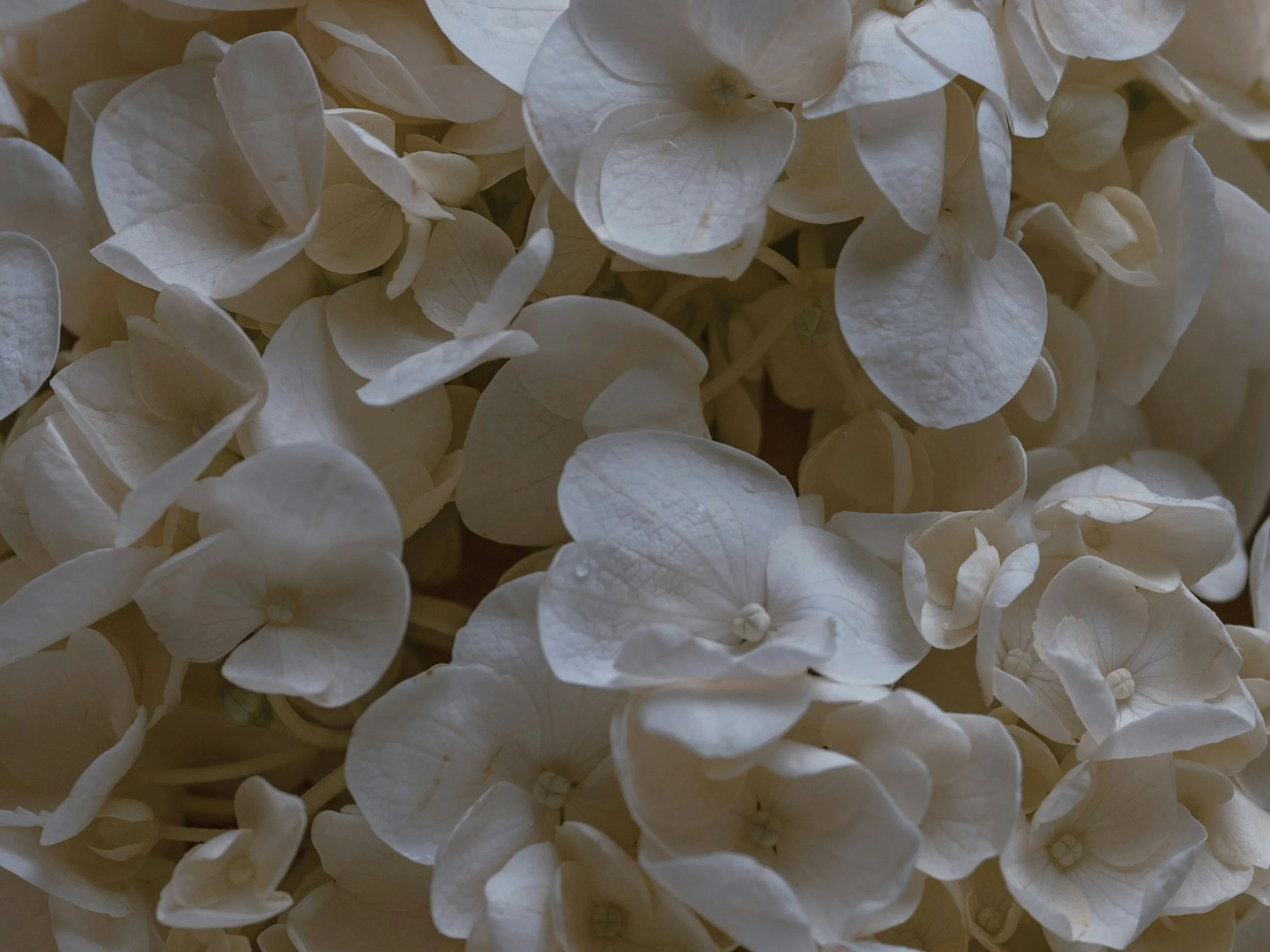 Close-up of white hydrangea flowers.