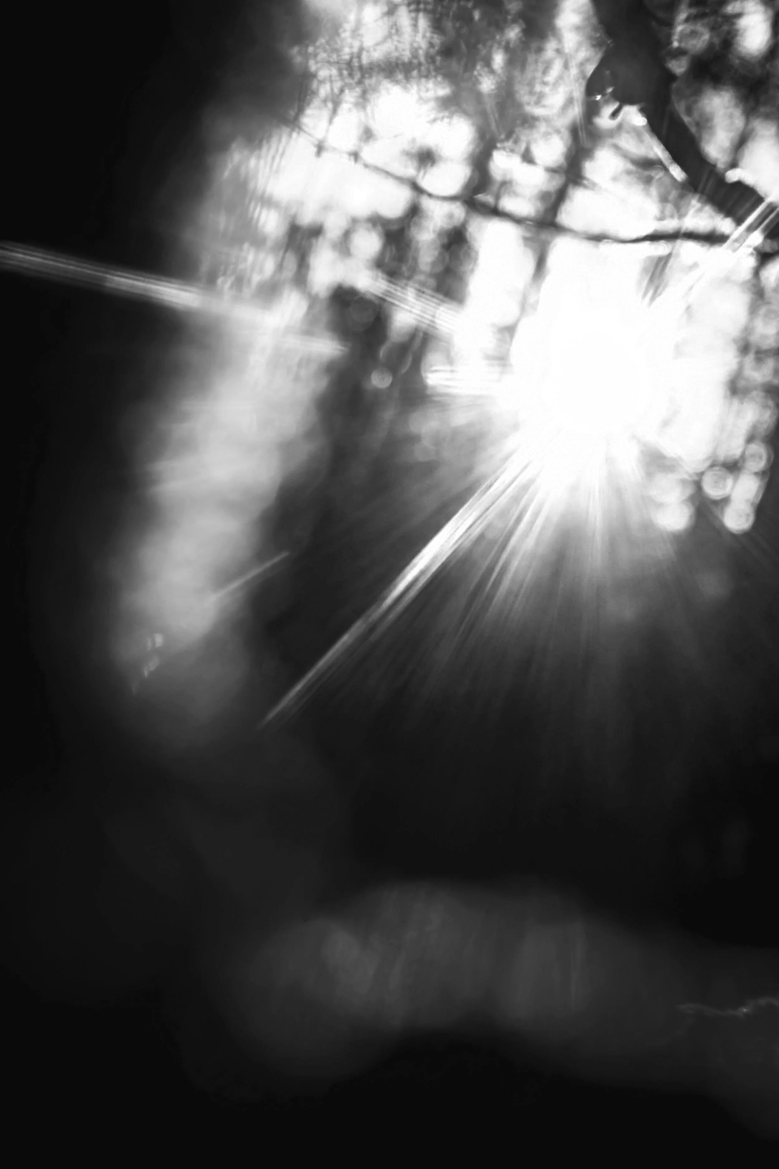Black and white photo capturing sunlight through tree branches, with lens flare effects.