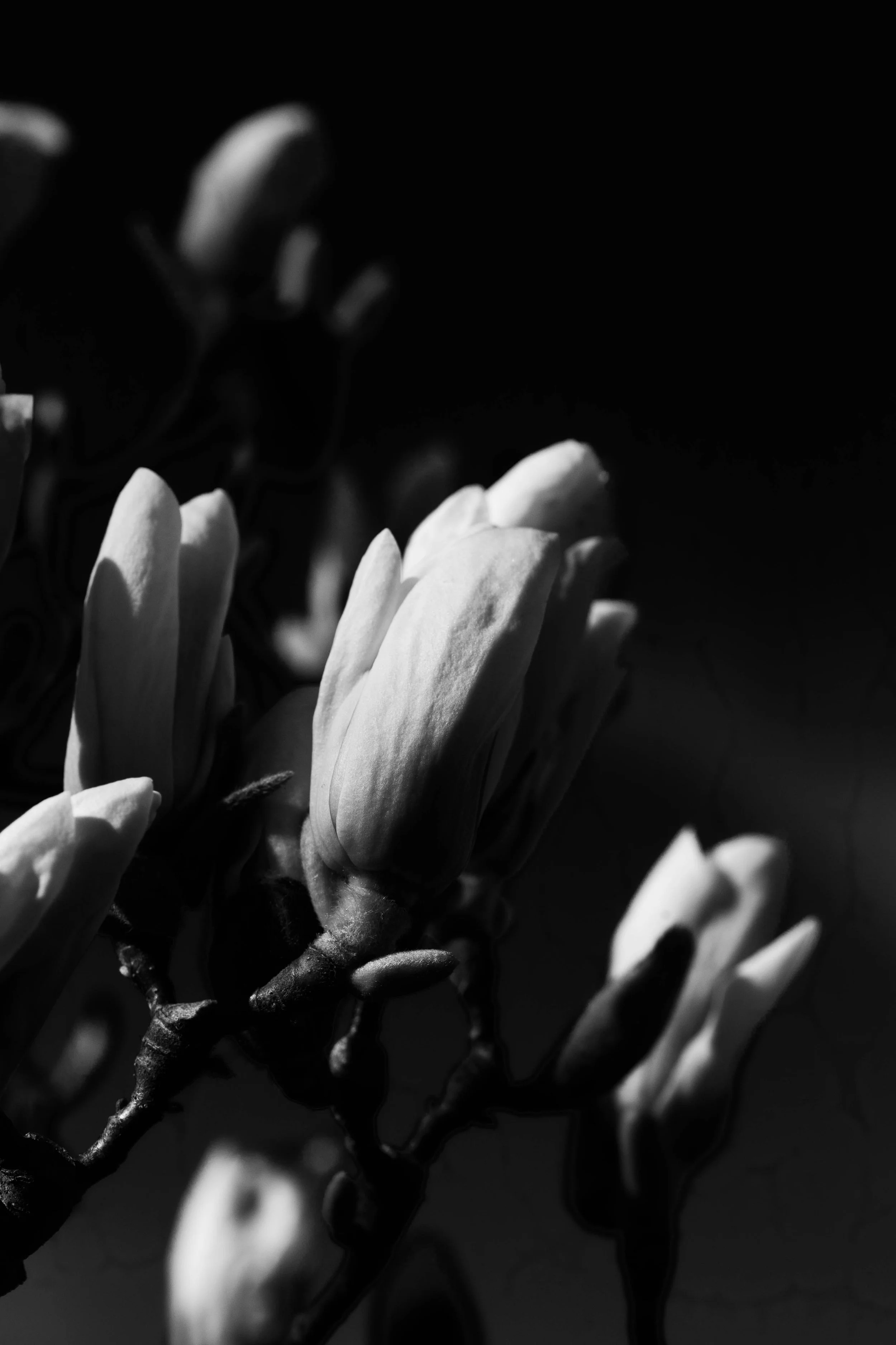 Close-up of magnolia flowers in black and white, with some petals beginning to open and others still closed, set against a dark background.