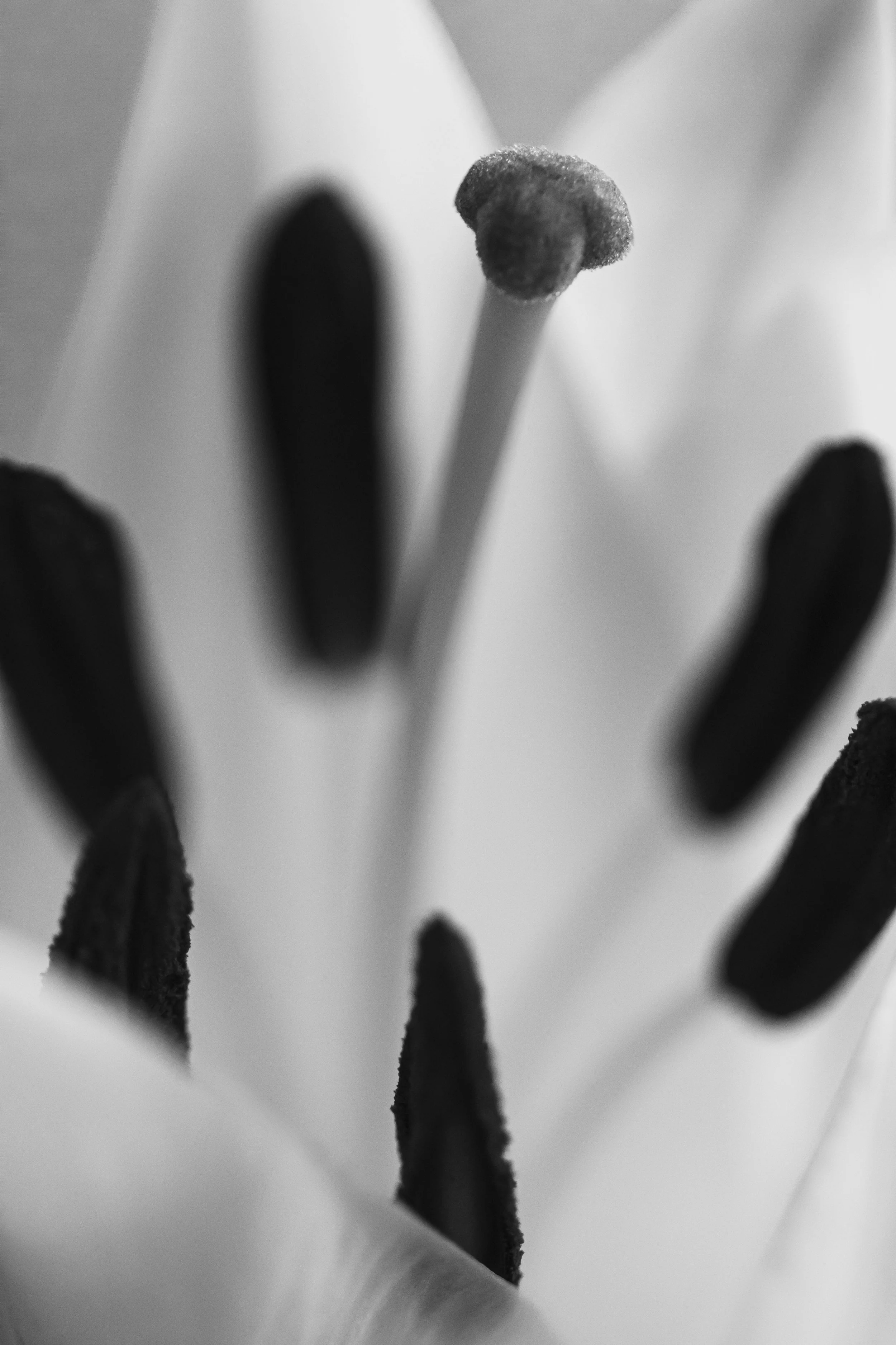 Close-up view of the stamens and pistil of a lily flower, black and white photography.