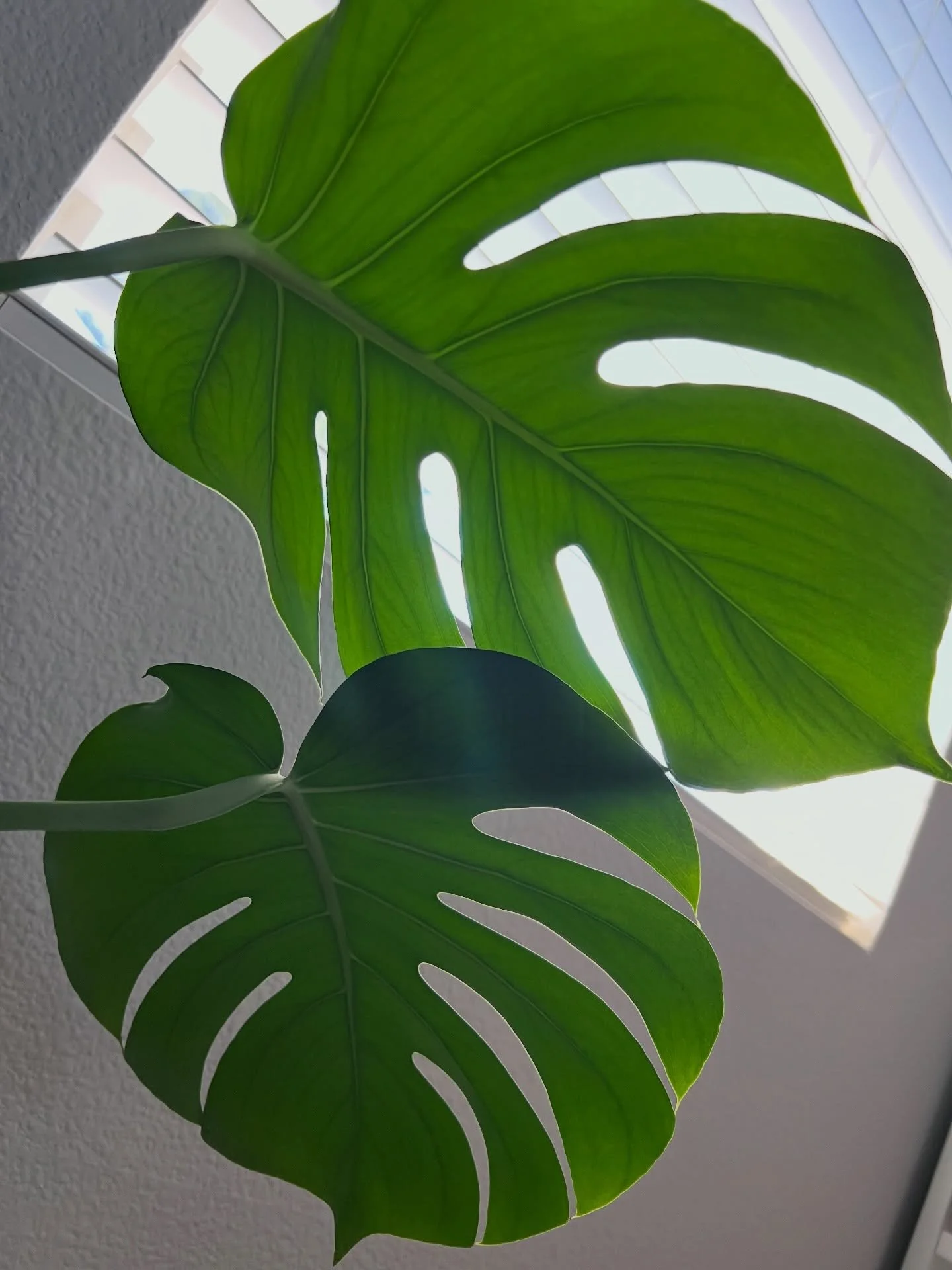 monday morning sunshine in the studio #backtowork