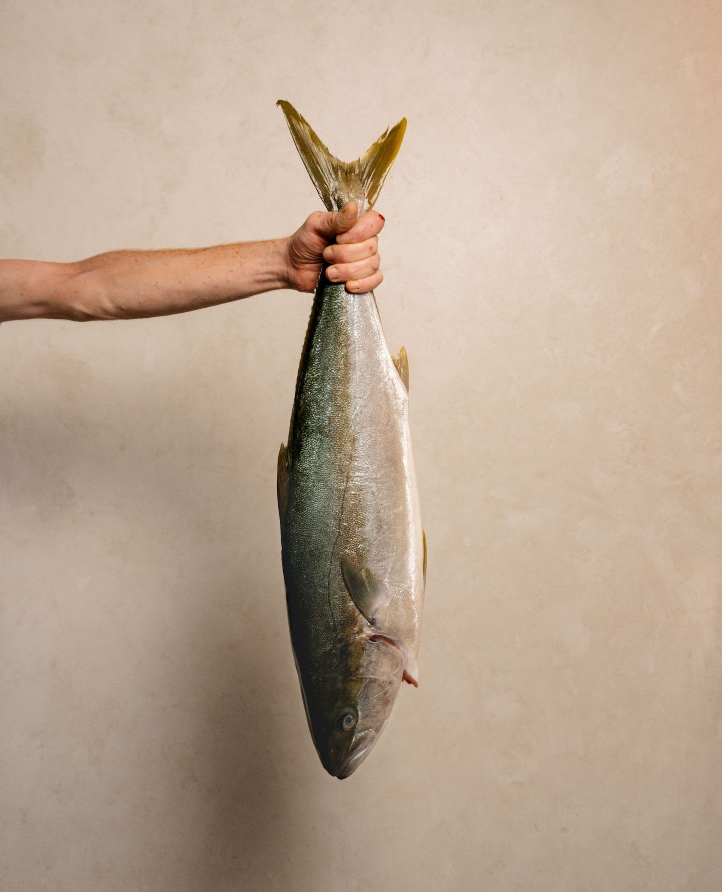 Spencer Gulf Kingfish - raised in the pristine, icy waters of South Australia and prized for its firm yet delicate texture and rich flavour. A beautiful fish, simply treated.⁠
⁠
#RickSteinAtCoogeeBeach #SpencerGulfKingfish #AustralianSeafood #CoogeeD