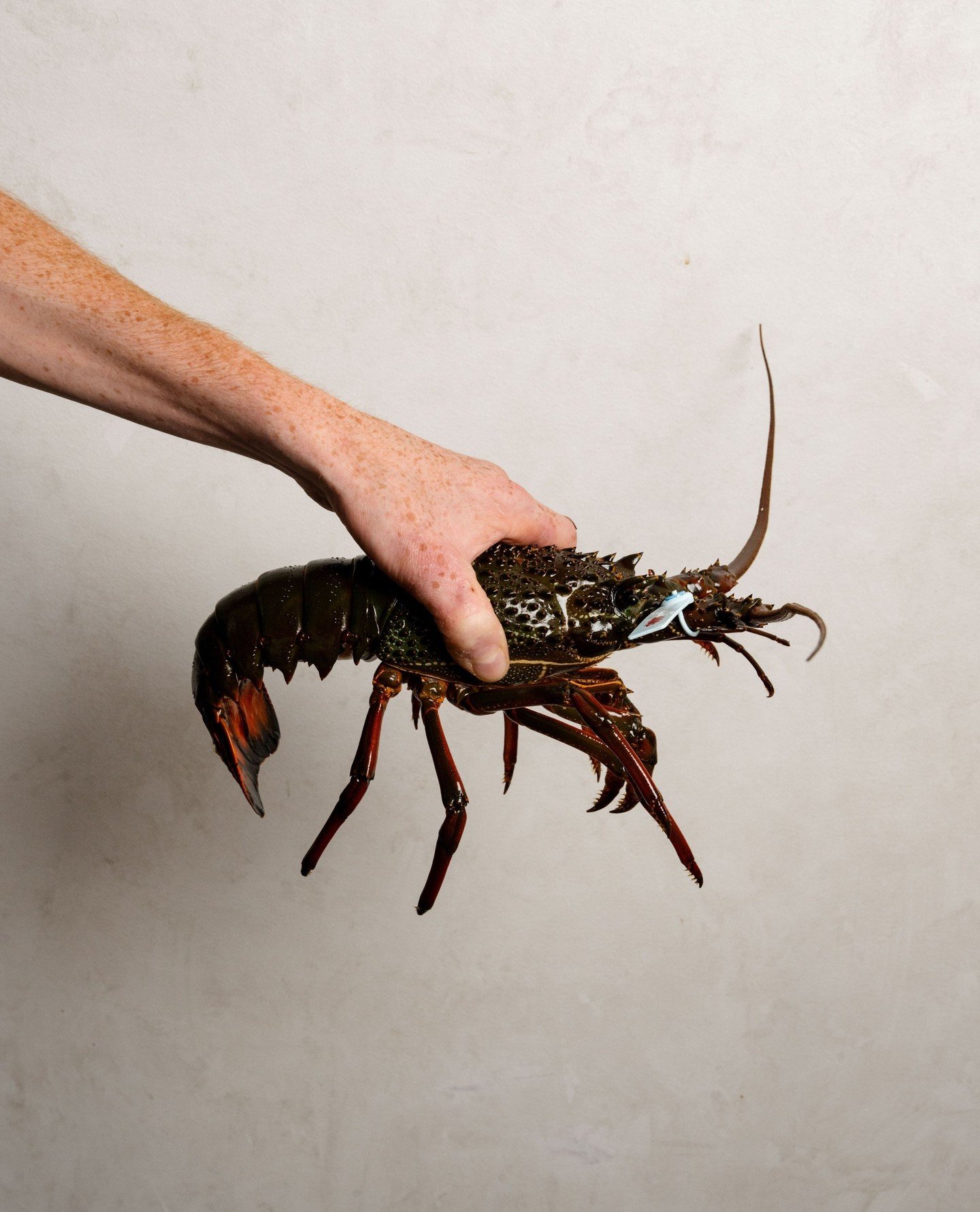 Caught off the New South Wales coast, Eastern Rock Lobster has a deeper, more rounded richness - the sort of ingredient that feels striking before it ever reaches the plate.⁠
⁠
#RickSteinAtCoogeeBeach #EasternRockLobster #SydneySeafood #CoogeeDining 
