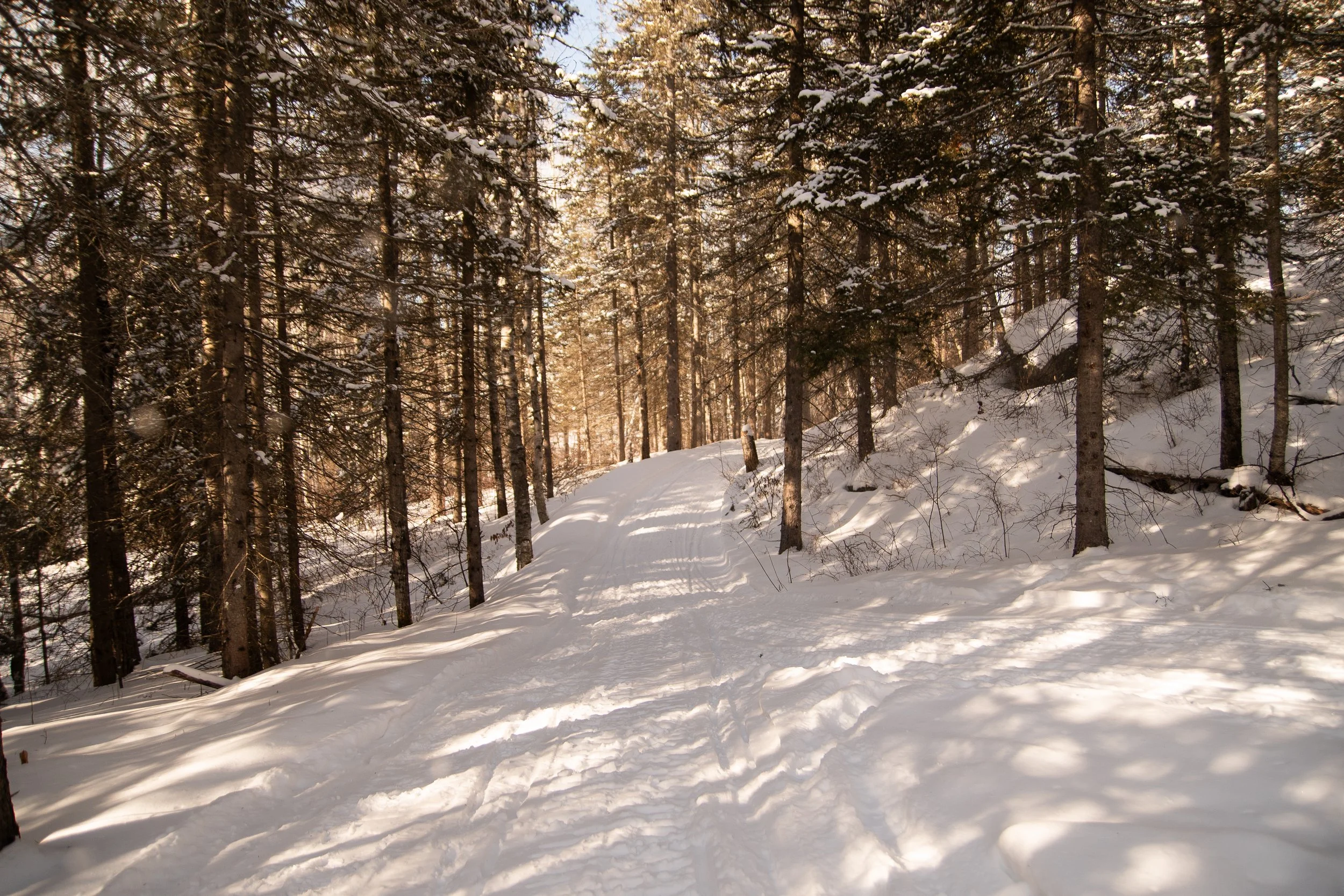 Sentier enneigé dans une forêt de conifères, avec des rayons de soleil filtrant à travers les arbres.