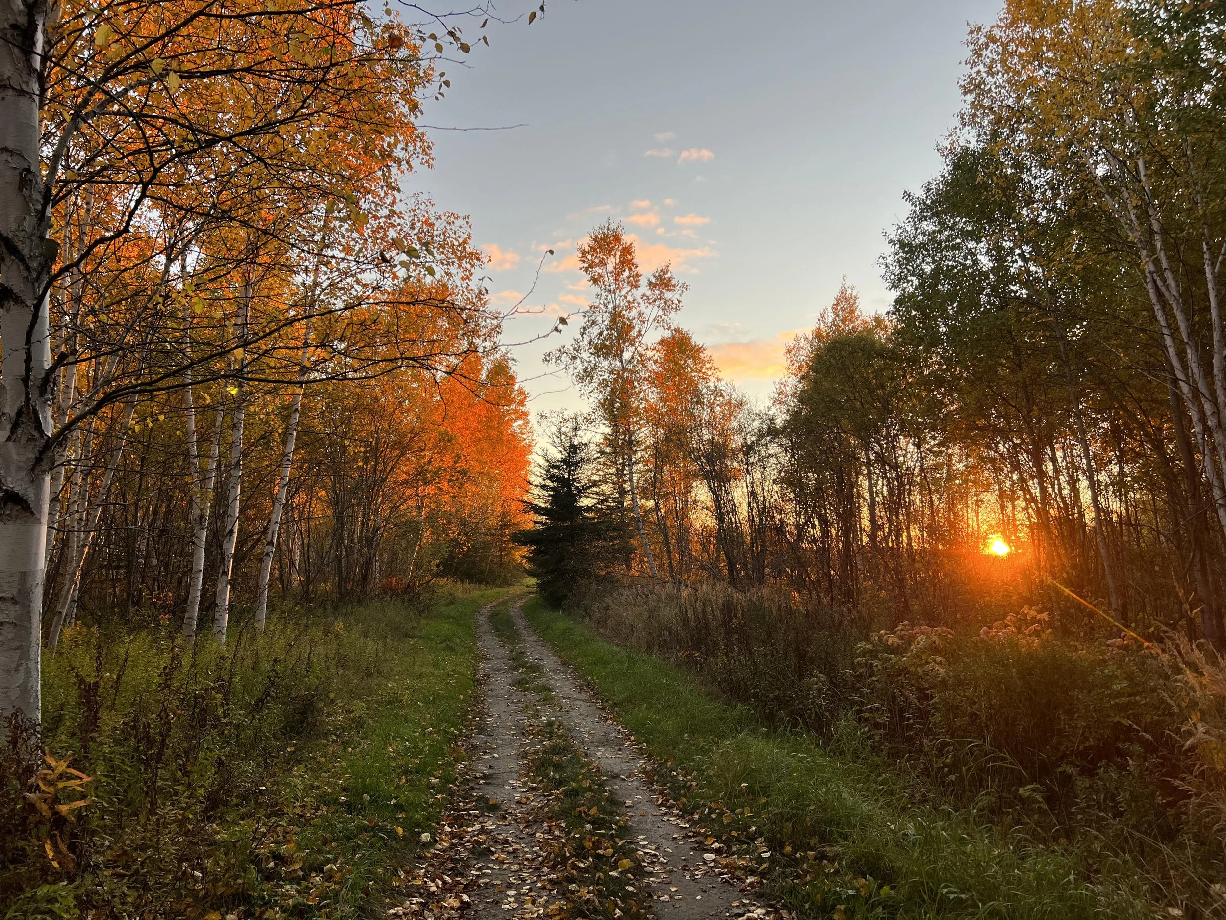 Sentier de campagne entouré d'arbres aux feuilles d'automne, au coucher du soleil.