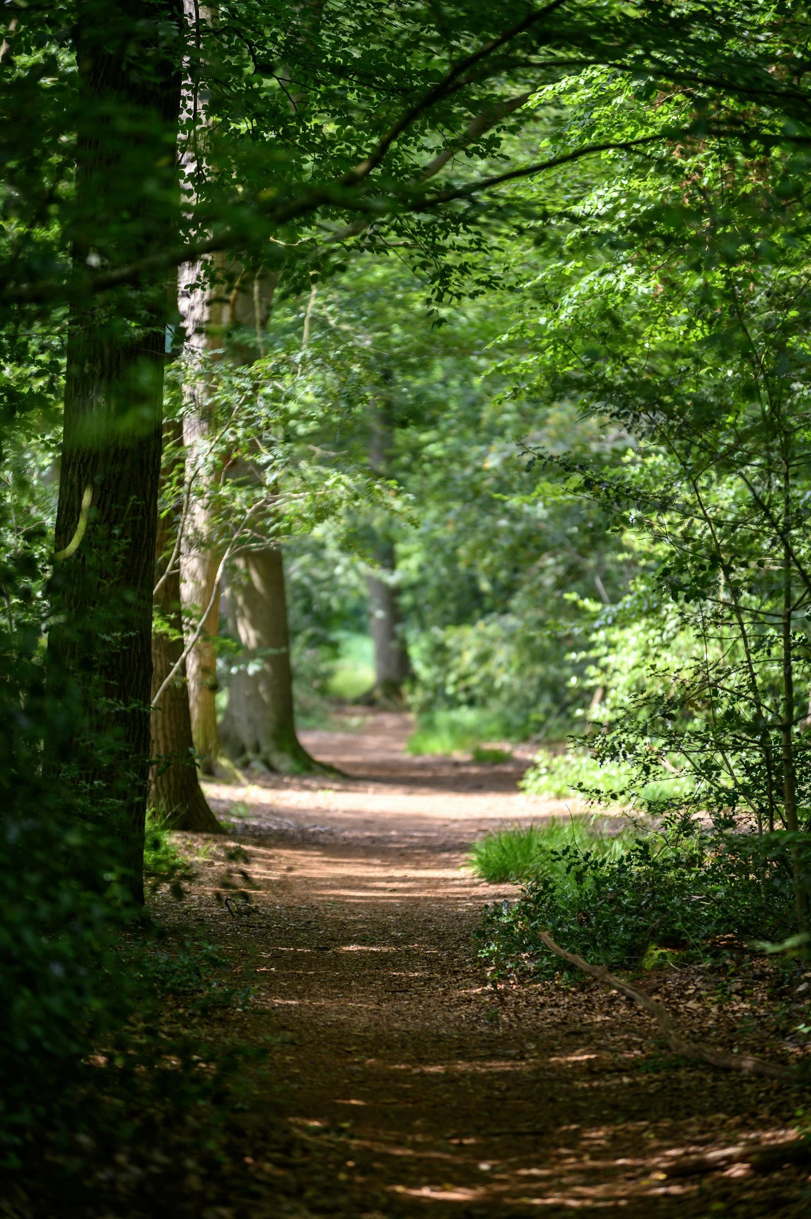 How to Focus on the Forest and the Trees