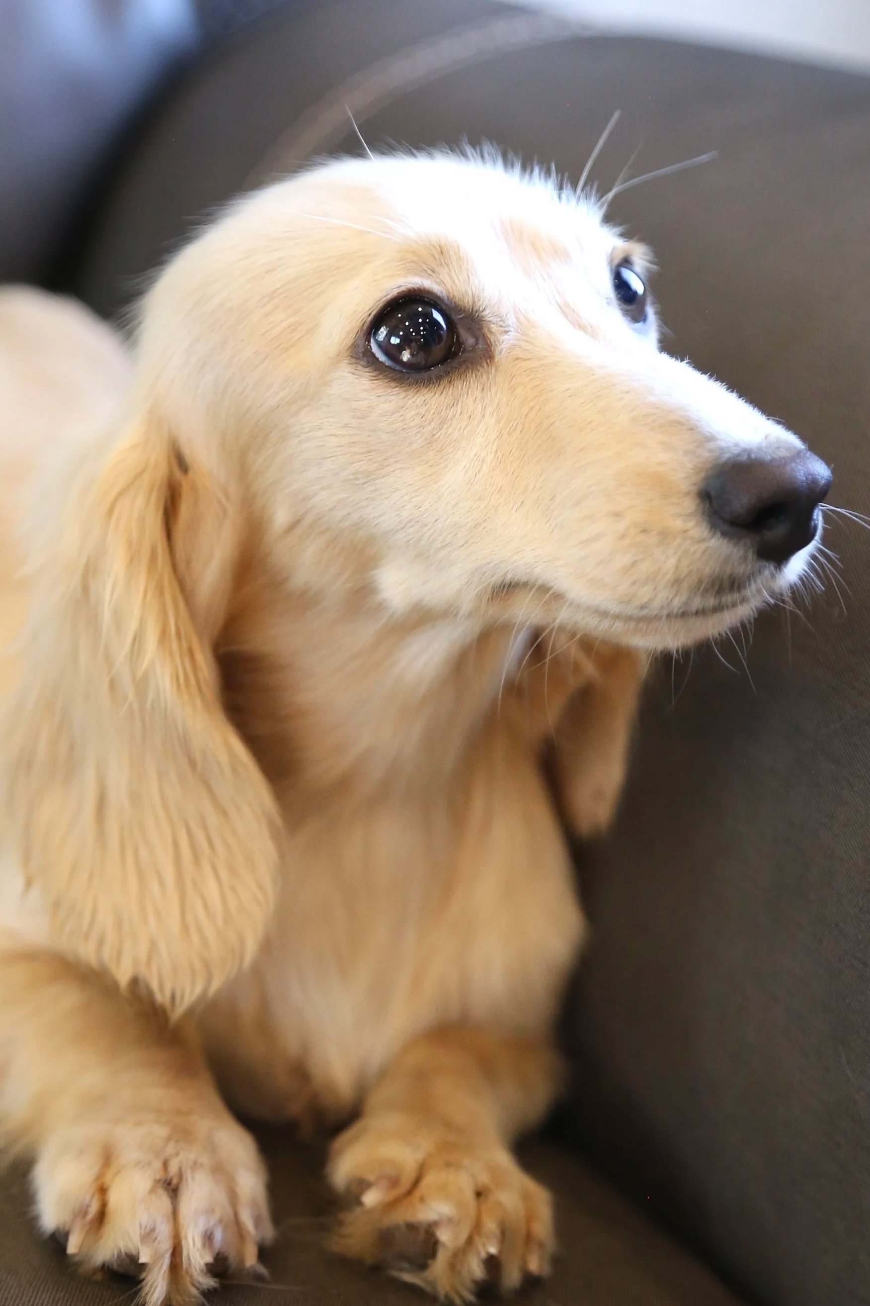 A close-up of a golden retriever puppy sitting on a brown surface, looking to the right.