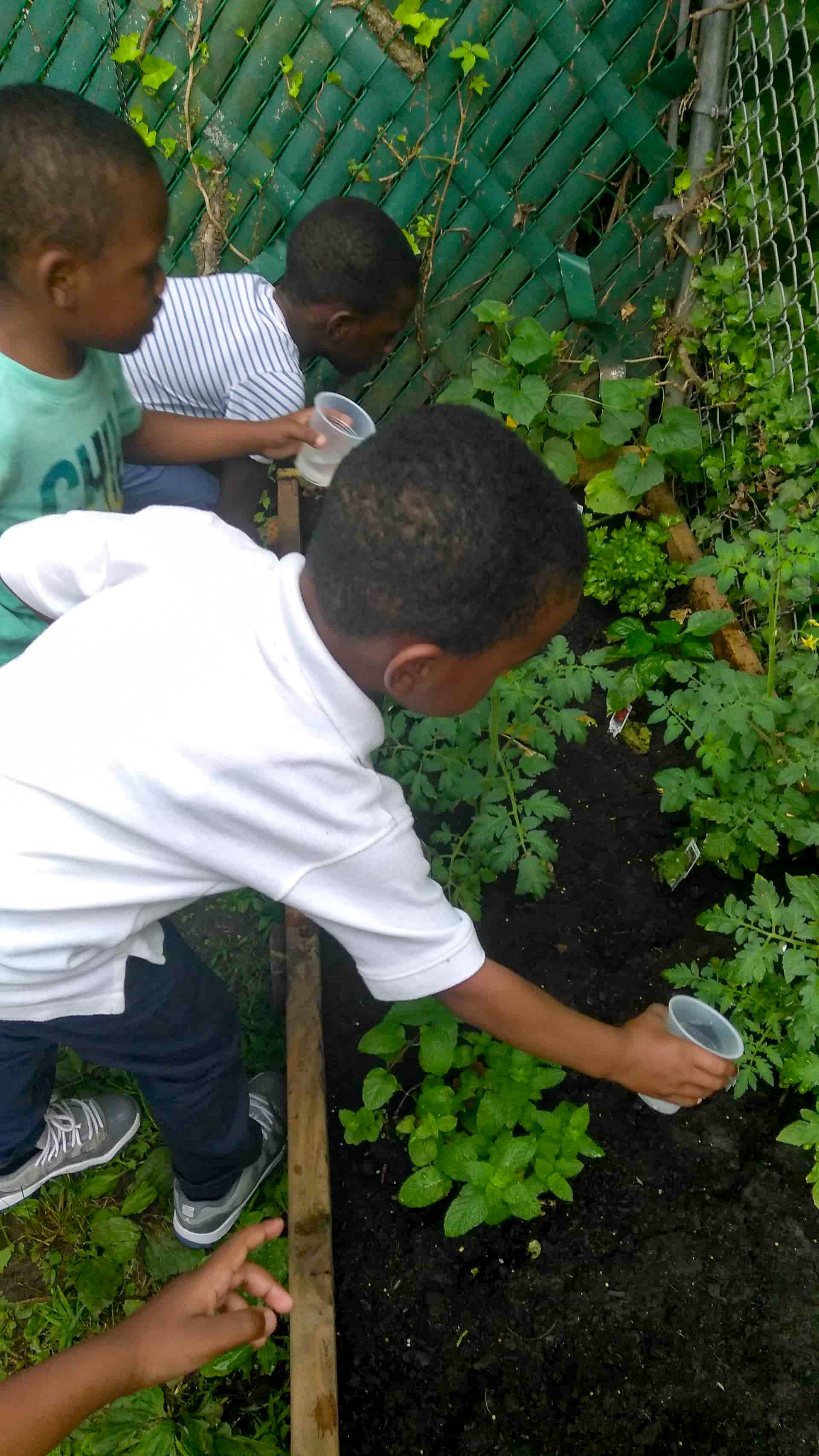 Children planting and watering young plants in a garden with green leafy plants on a raised bed.