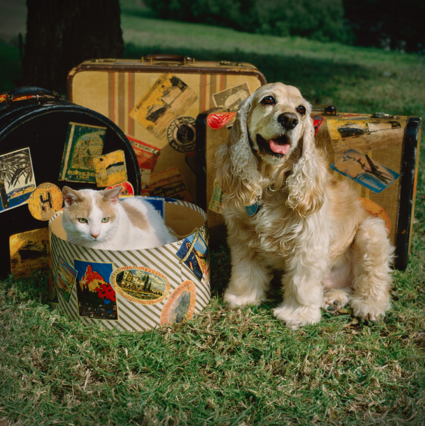 A dog and a cat with vintage suitcases outdoors, cat in a striped box, dog sitting nearby.