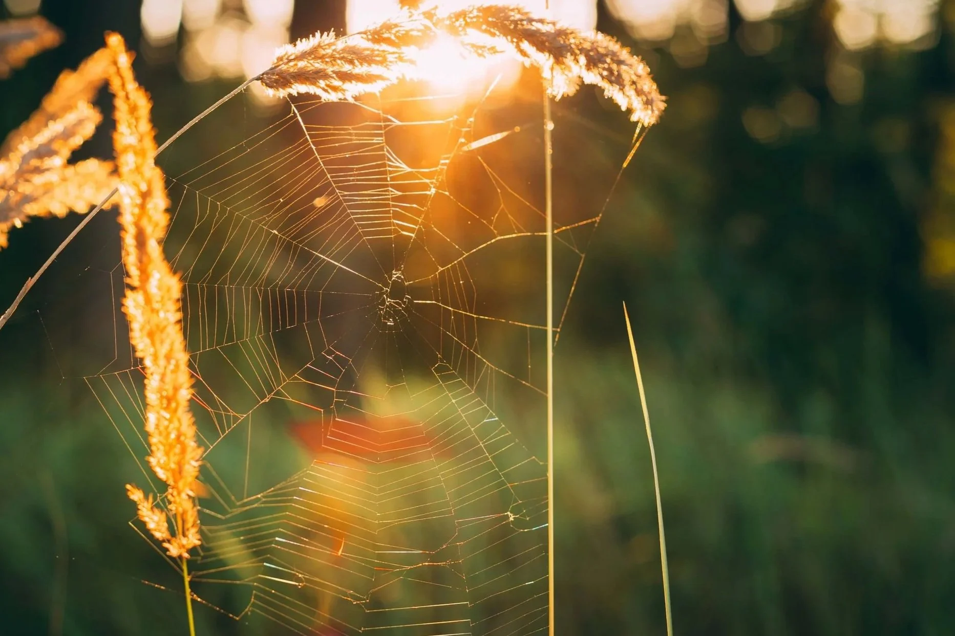Close-up of a spider web with dew drops, illuminated by the warm glow of the setting or rising sun, against a blurred green background.