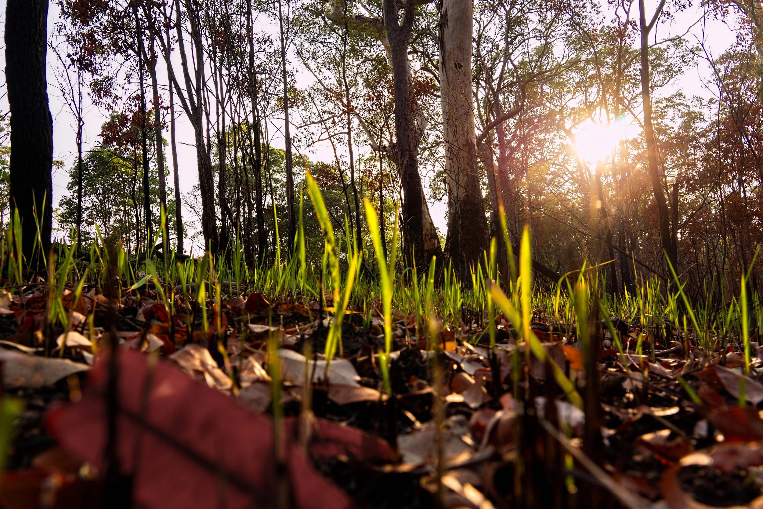 Sunlight shining through a forest with trees and green grass. Fallen leaves on the ground.