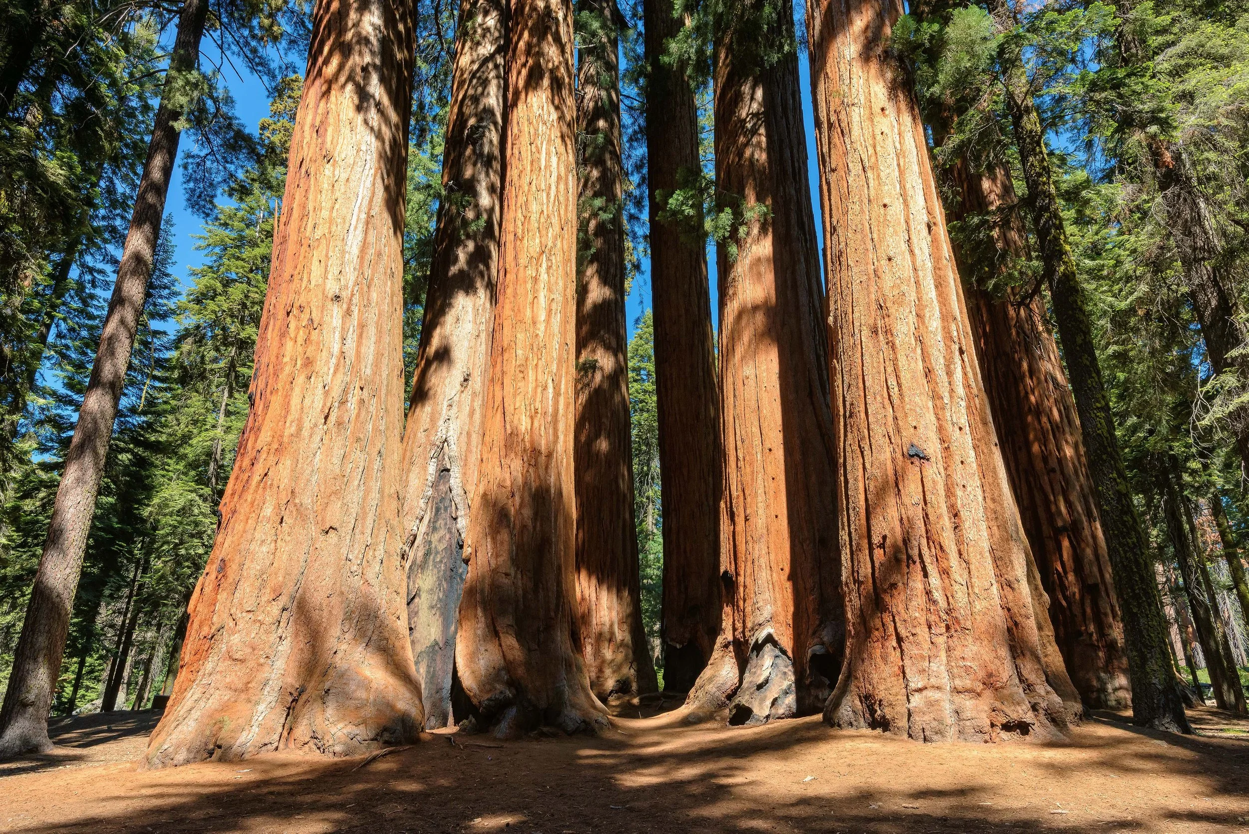A forest scene with large, tall sequoia trees casting shadows on the ground, with a blue sky visible through the trees.