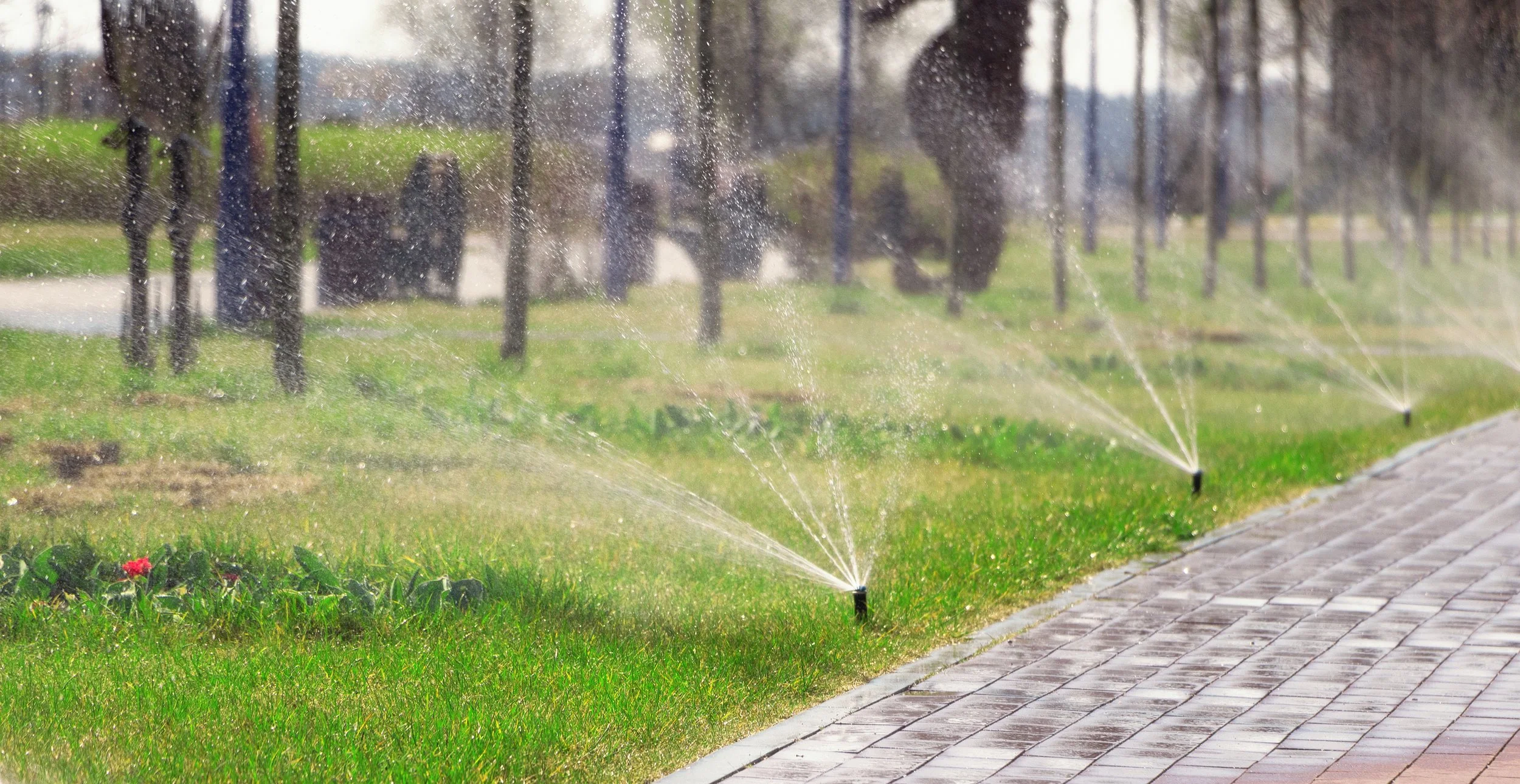 Sustainable Landscaping in Central Texas: Designing Outdoor Spaces That Thrive in Heat and Drought