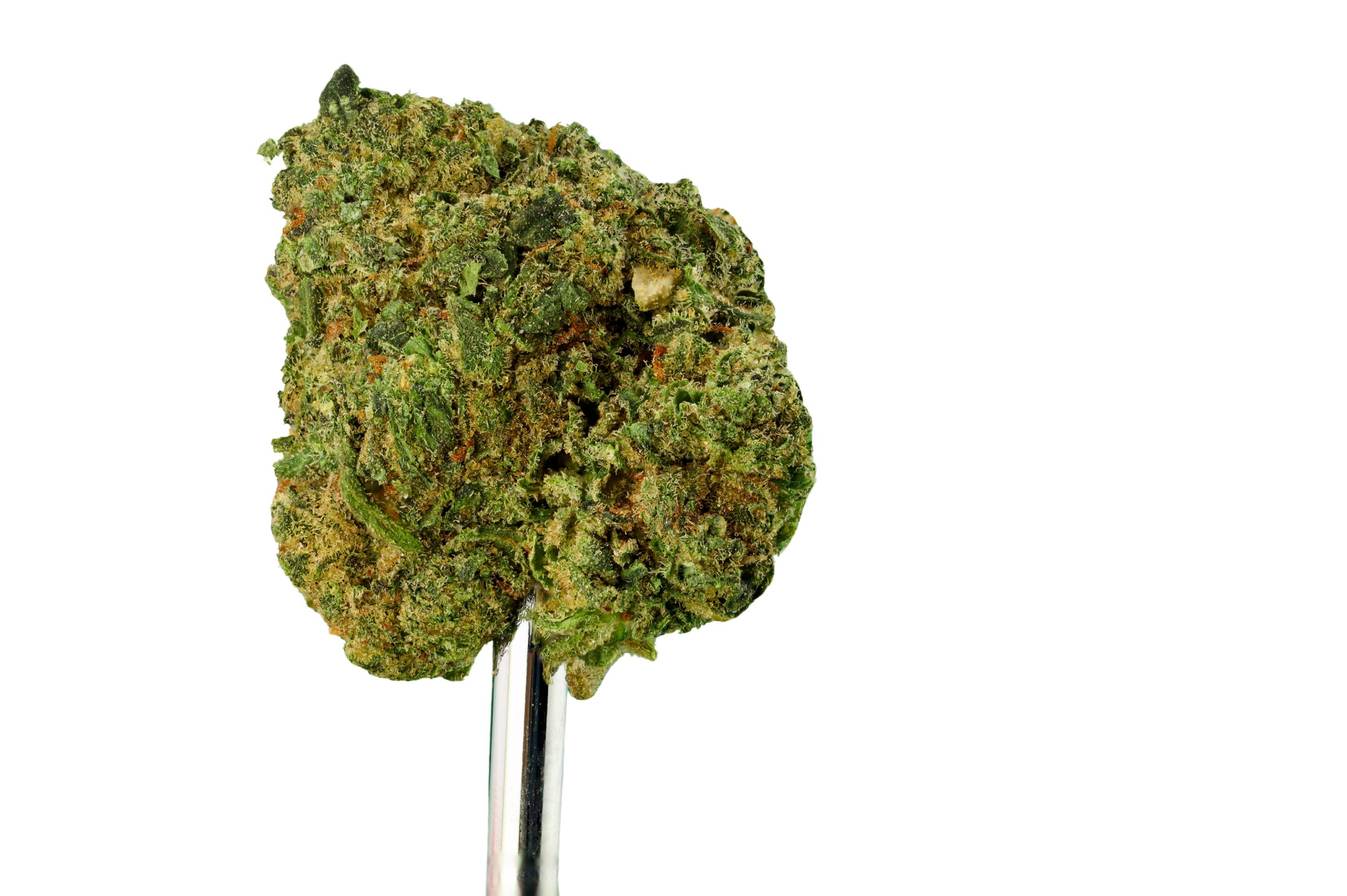 Close-up image of a cannabis bud held by tweezers, showing green, orange, and purple hues with a frosty coating of trichomes.