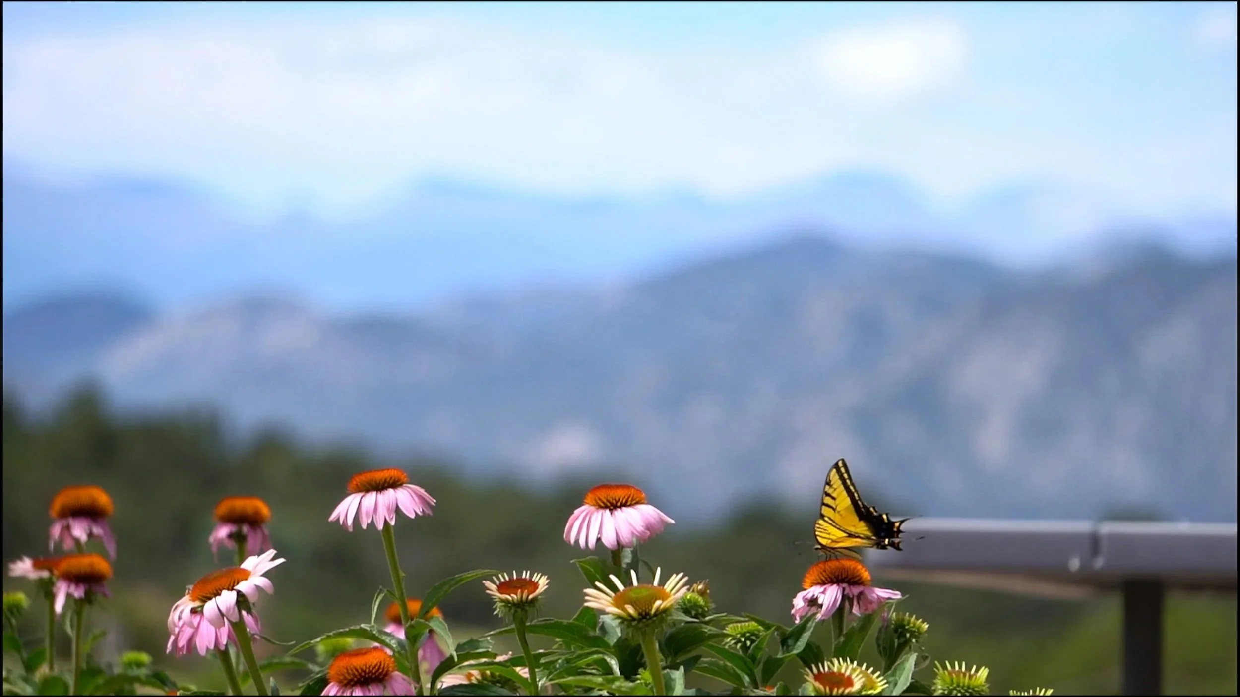 Yellow butterfly on pink coneflowers with an outdoor landscape and mountains in the background.