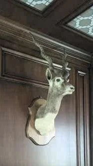 Deer head mounted on a wall with a spider web attached to the antlers and ceiling