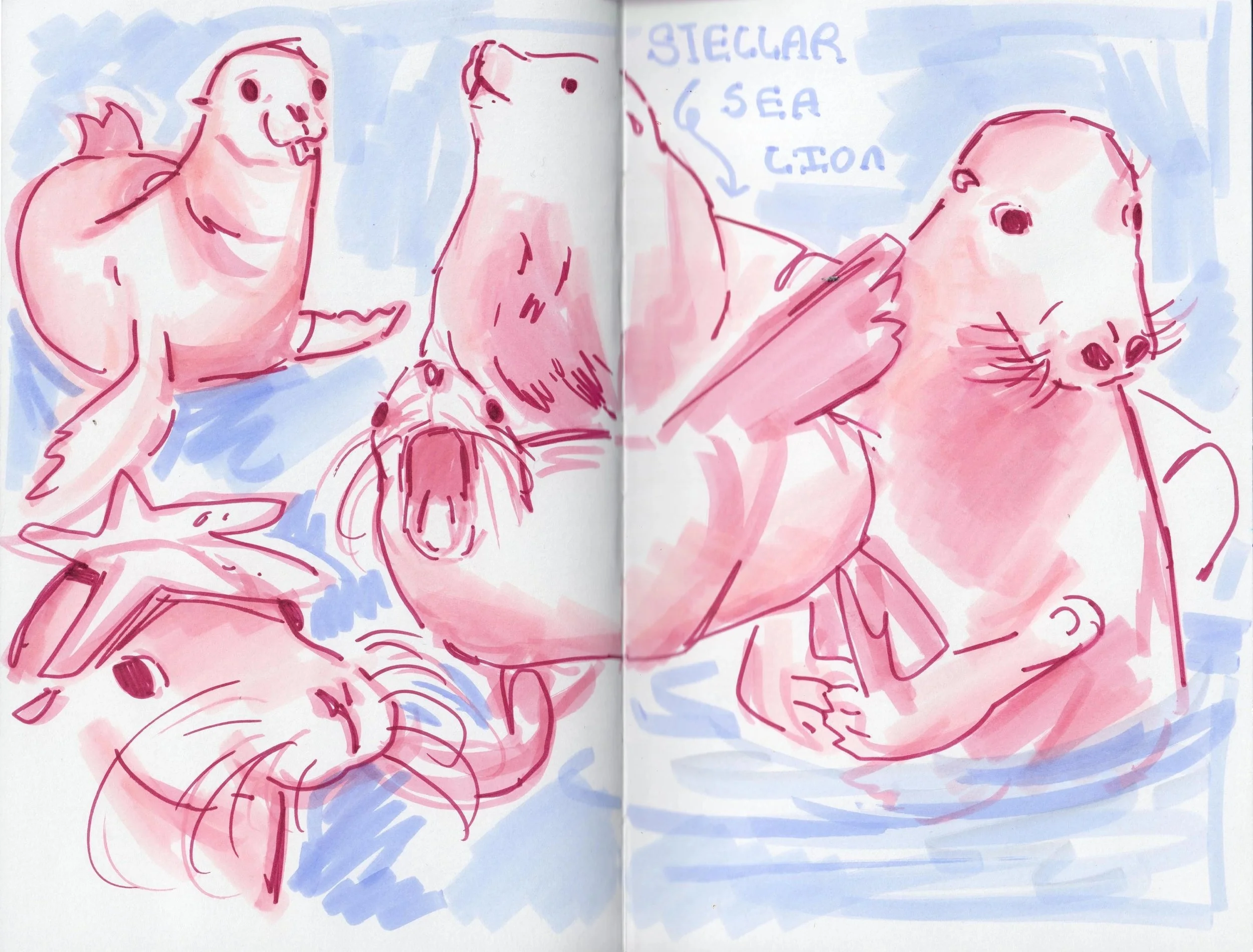 awkward+sea+lions.jpg