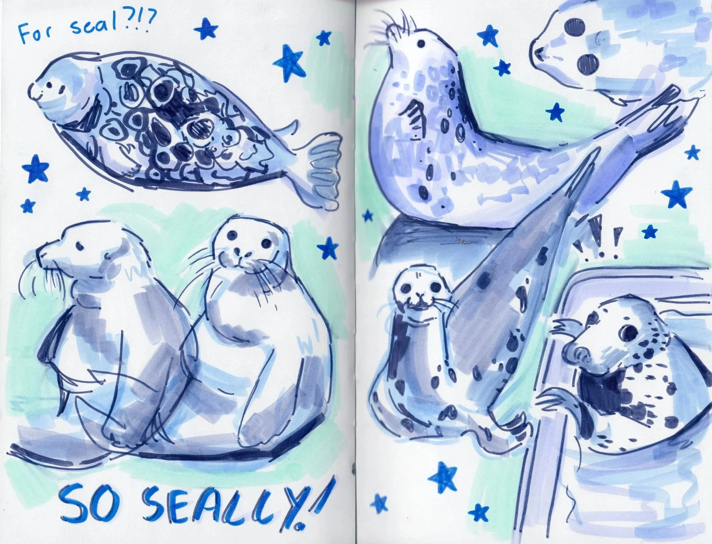 more%2Bseals.jpg