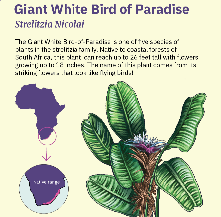 Graphic/Interpretation Design