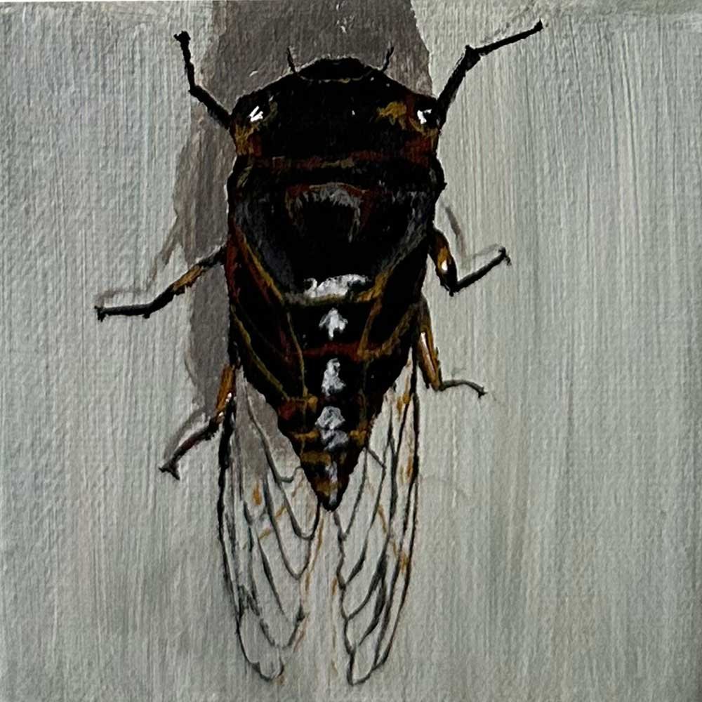 cicada.jpg