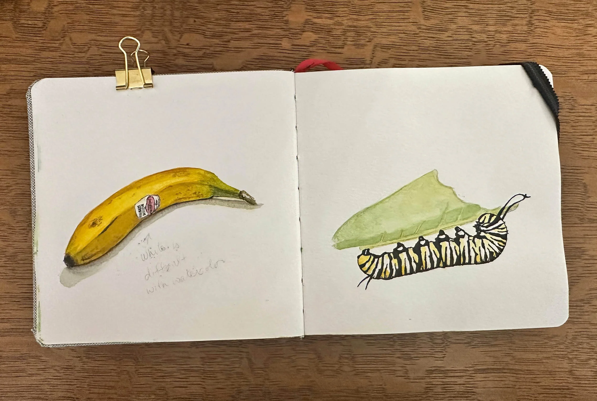 AC-art-sketchbook-banana-caterpillar.jpg