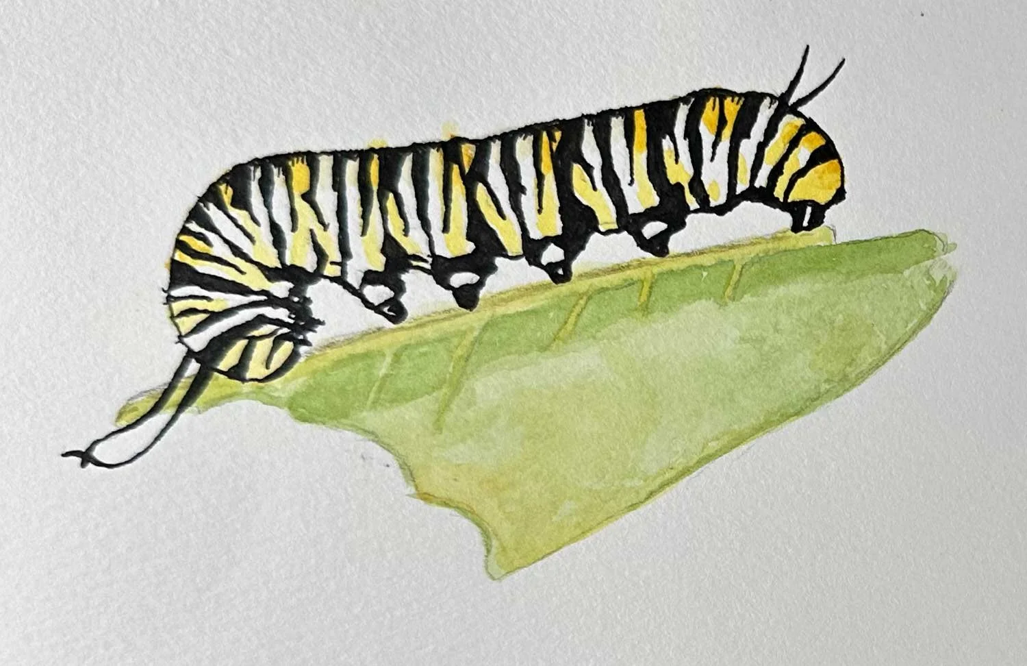 caterpillar.jpg